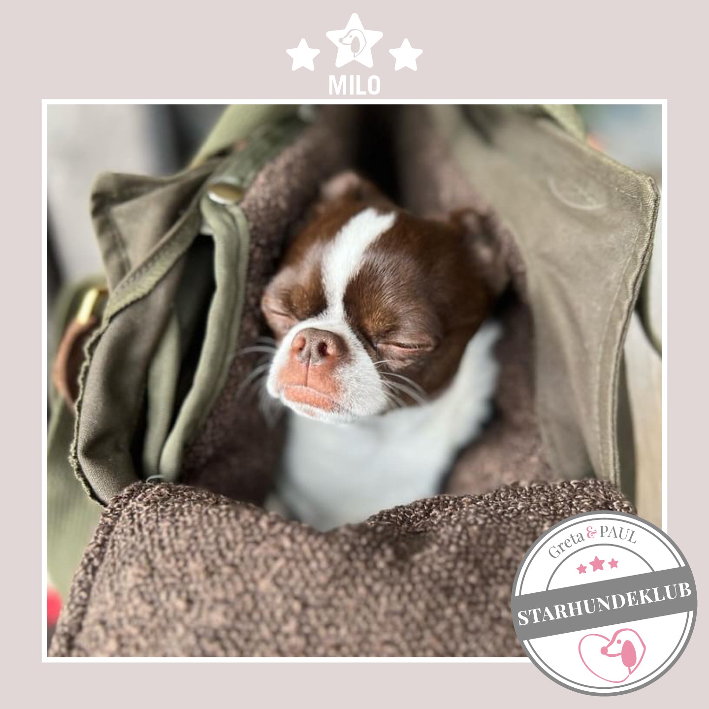 Starhundeklub-Mitglied Milo guckt aus ihrer gemütlichen Canvas-Hundetasche mit einem braunfarbenem Boucle-Inlay von Greta & PAUL.