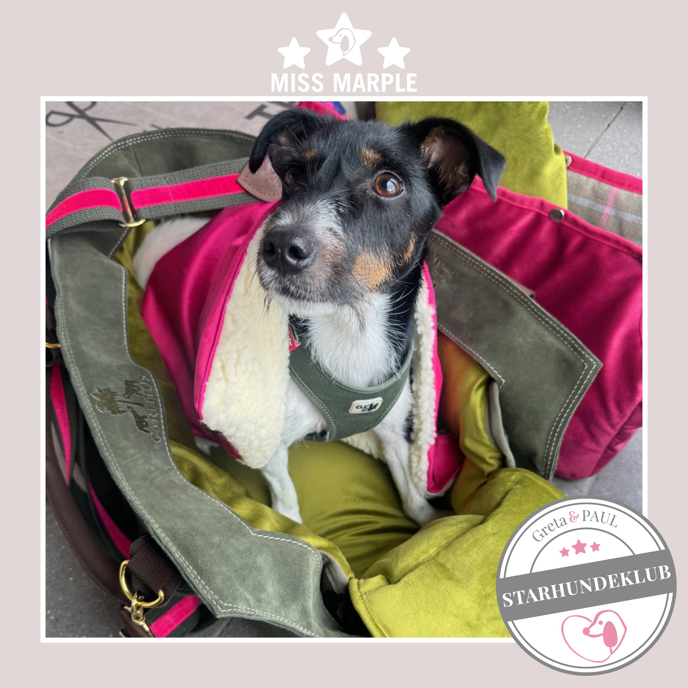 Starhundeklub-Mitglied Miss Marple sitzt in ihrer gemütlichen, handgefertigten Canvas-Hundetasche von Greta & PAUL.