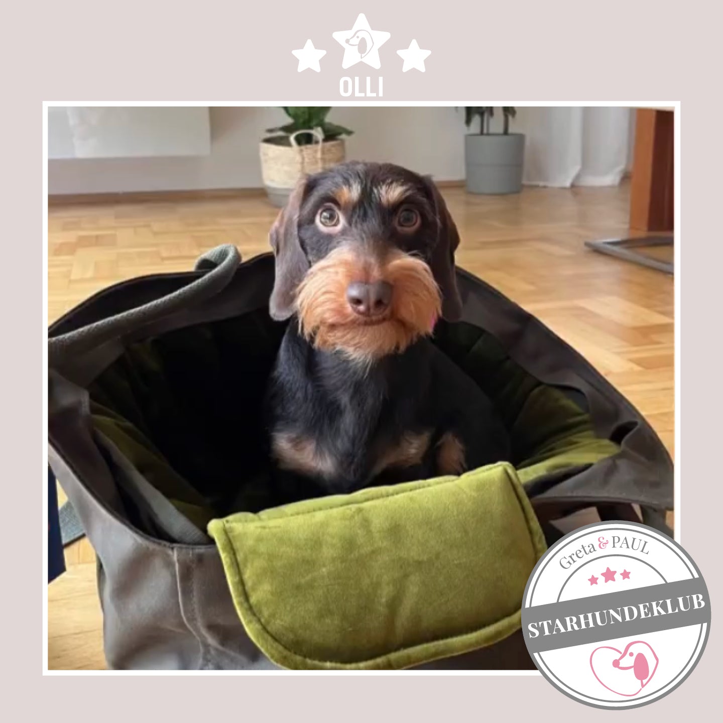 Starhundeklub-Mitglied Olli guckt aus seiner gemütlichen Canvas-Hundetasche von Greta & PAUL.