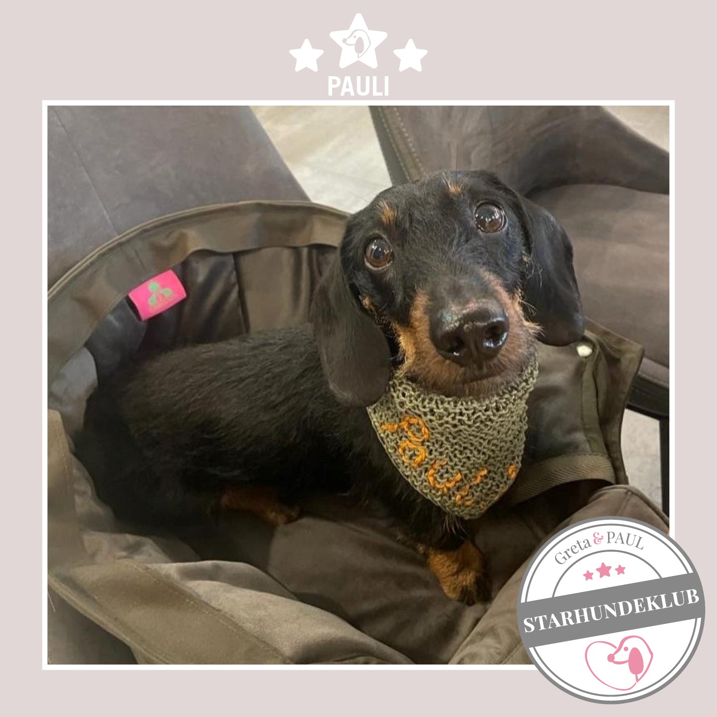 Starhundeklub-Mitglied Pauli guckt aus ihrer gemütlichen Canvas-Hundetasche von Greta & PAUL.