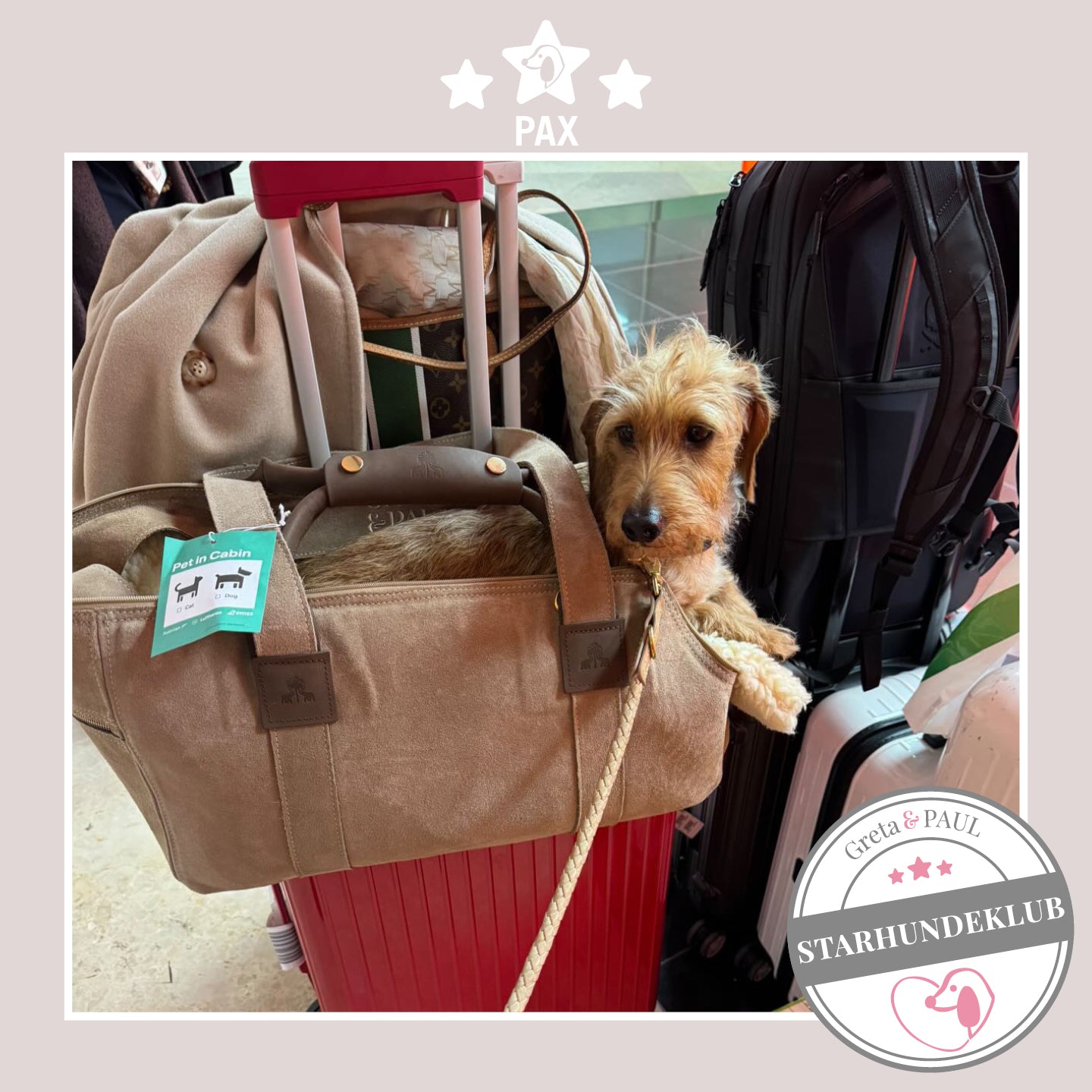 Starhundeklub-Mitglied Pax liegt in seiner gemütlichen Canvas-Hundetasche von Greta & PAUL.