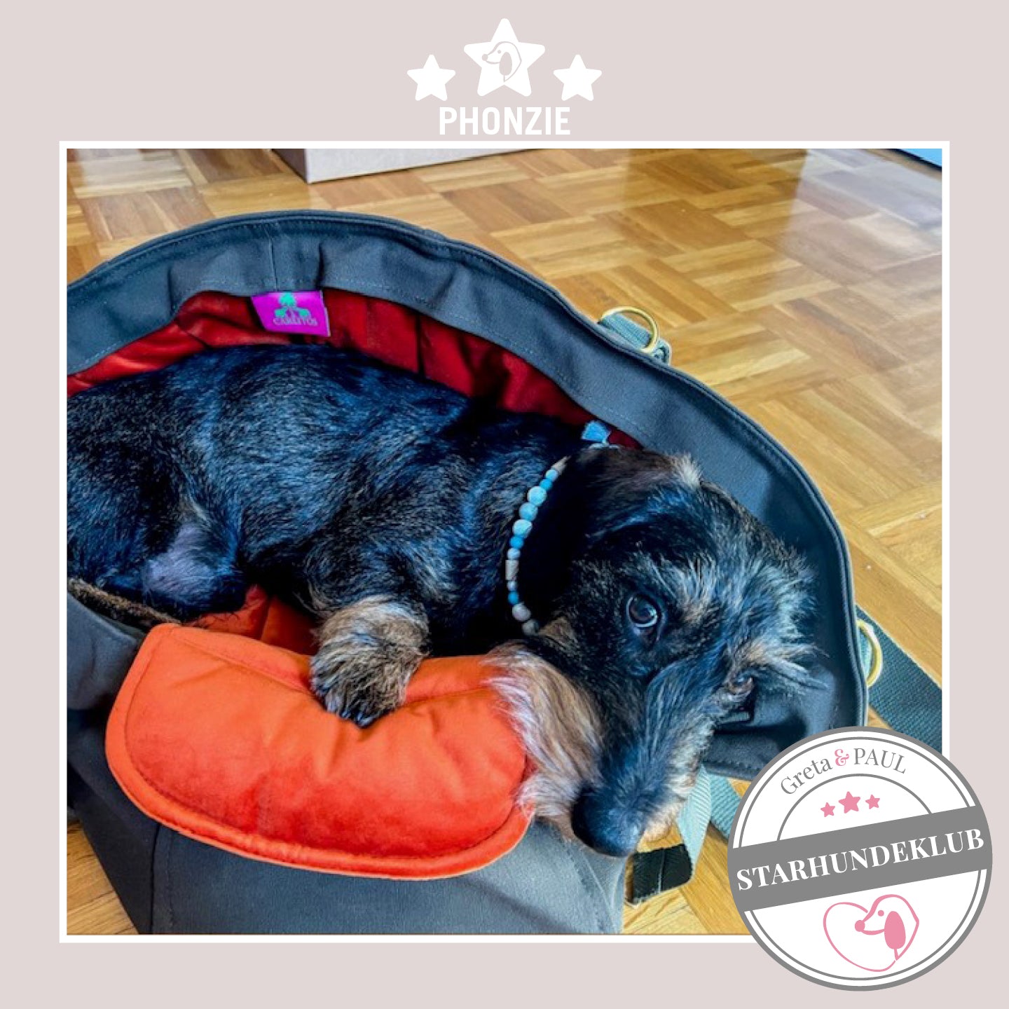 Starhundeklub-Mitglied Phonzie liegt in ihrer gemütlichen Canvas-Hundetasche von Greta & PAUL.