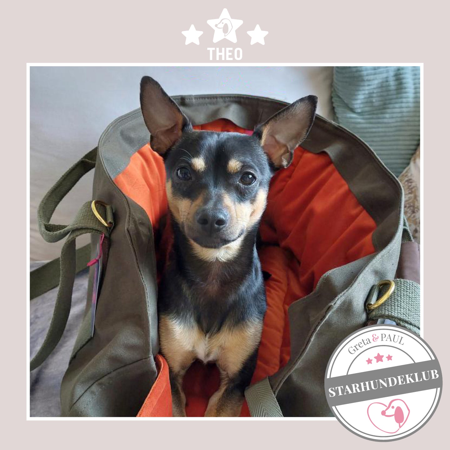 Starhundeklub-Mitglied Theo guckt aus ihrer gemütlichen Canvas-Hundetasche von Greta & PAUL.