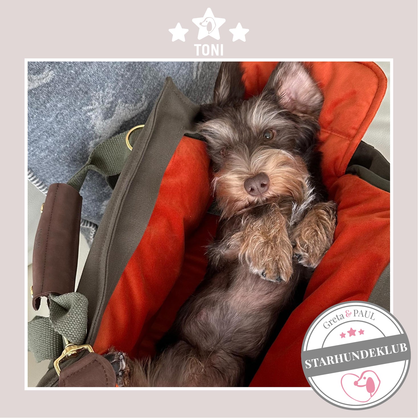 Starhundeklub-Mitglied Toni liegt in seiner gemütlichen Canvas-Hundetasche von Greta & PAUL.