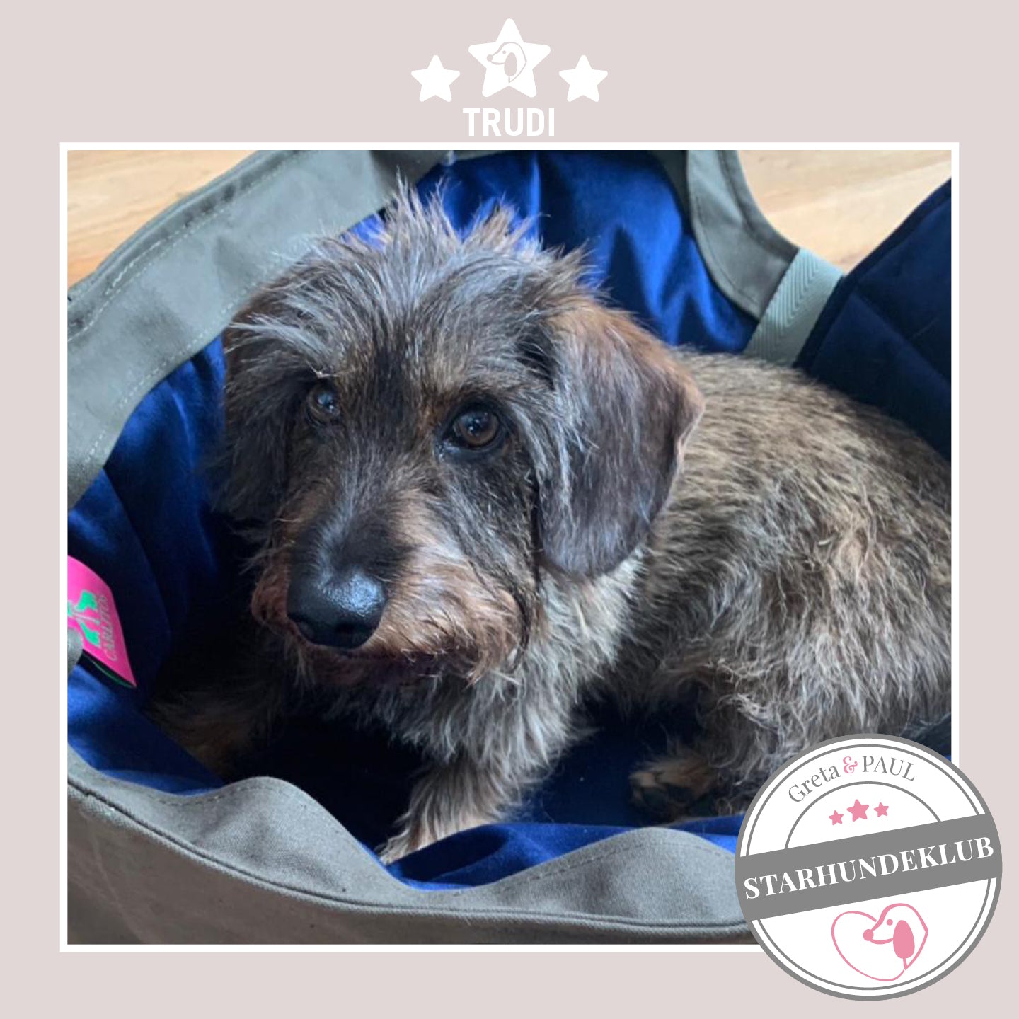 Starhundeklub-Mitglied Trudi sitzt in ihrer gemütlichen Canvas-Hundetasche von Greta & PAUL.