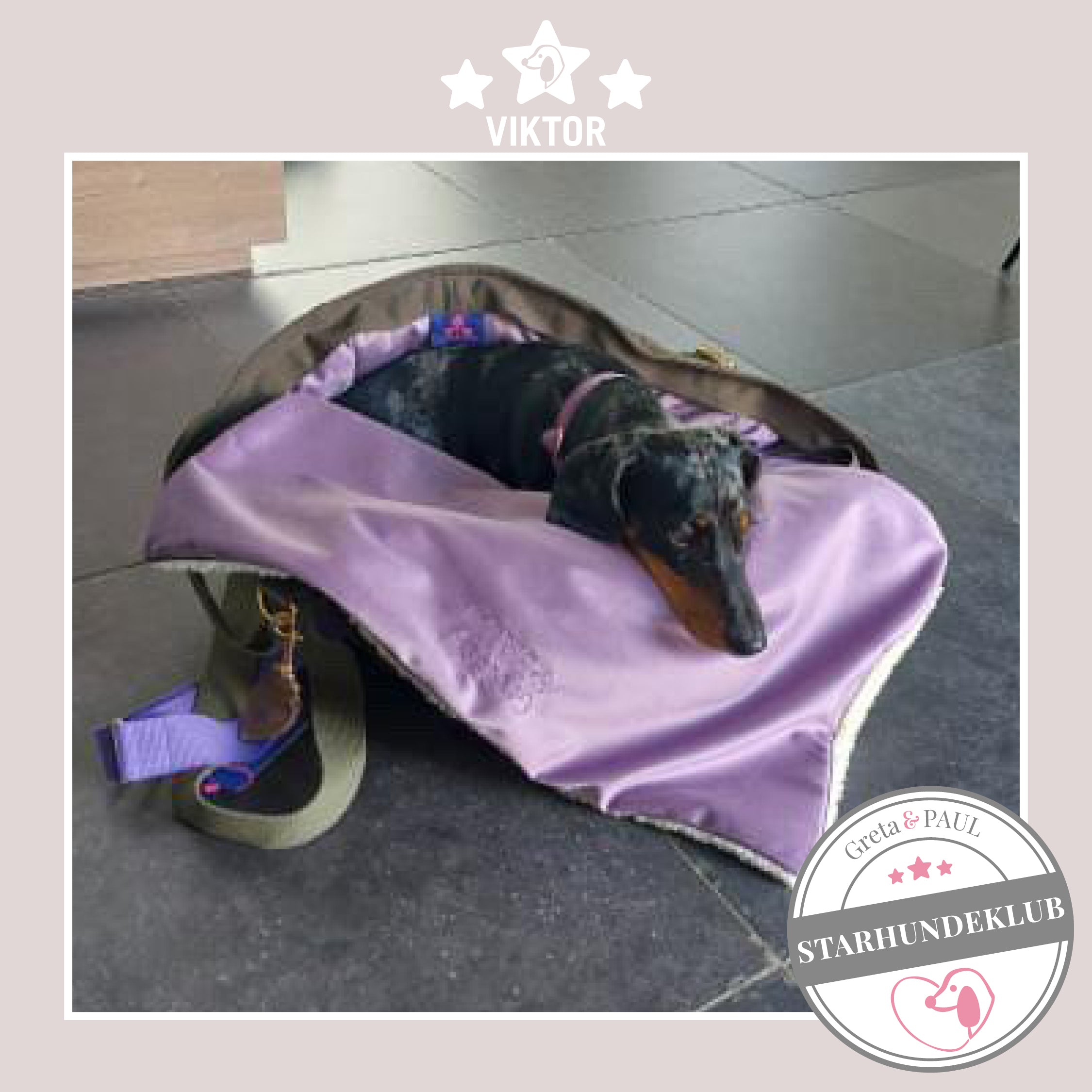 Starhundeklub-Mitglied Viktor liegt in seiner gemütlichen Canvas-Hundetasche mit Hundedecke von Greta & PAUL.