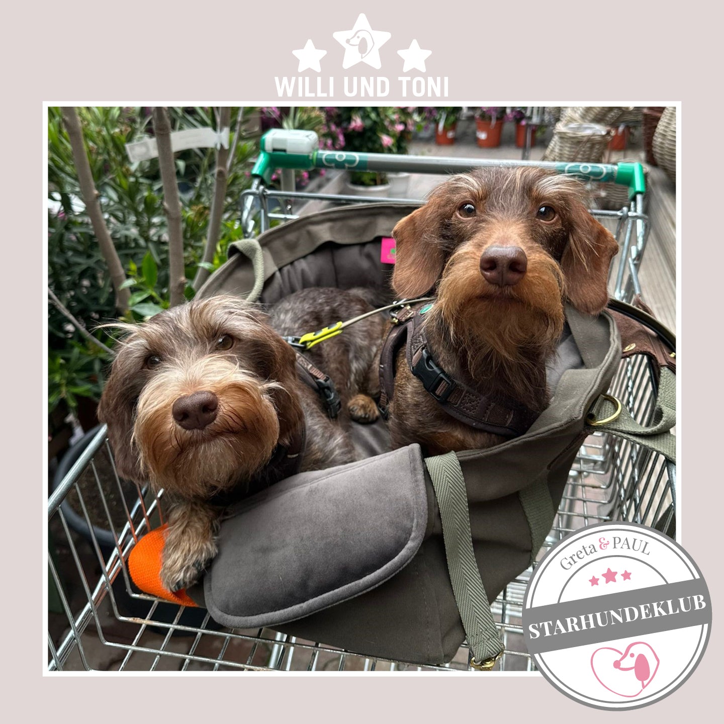 Starhundeklub-Mitglieder Willi und Toni sitzen in ihrer gemütlichen Canvas-Hundetasche von Greta & PAUL.