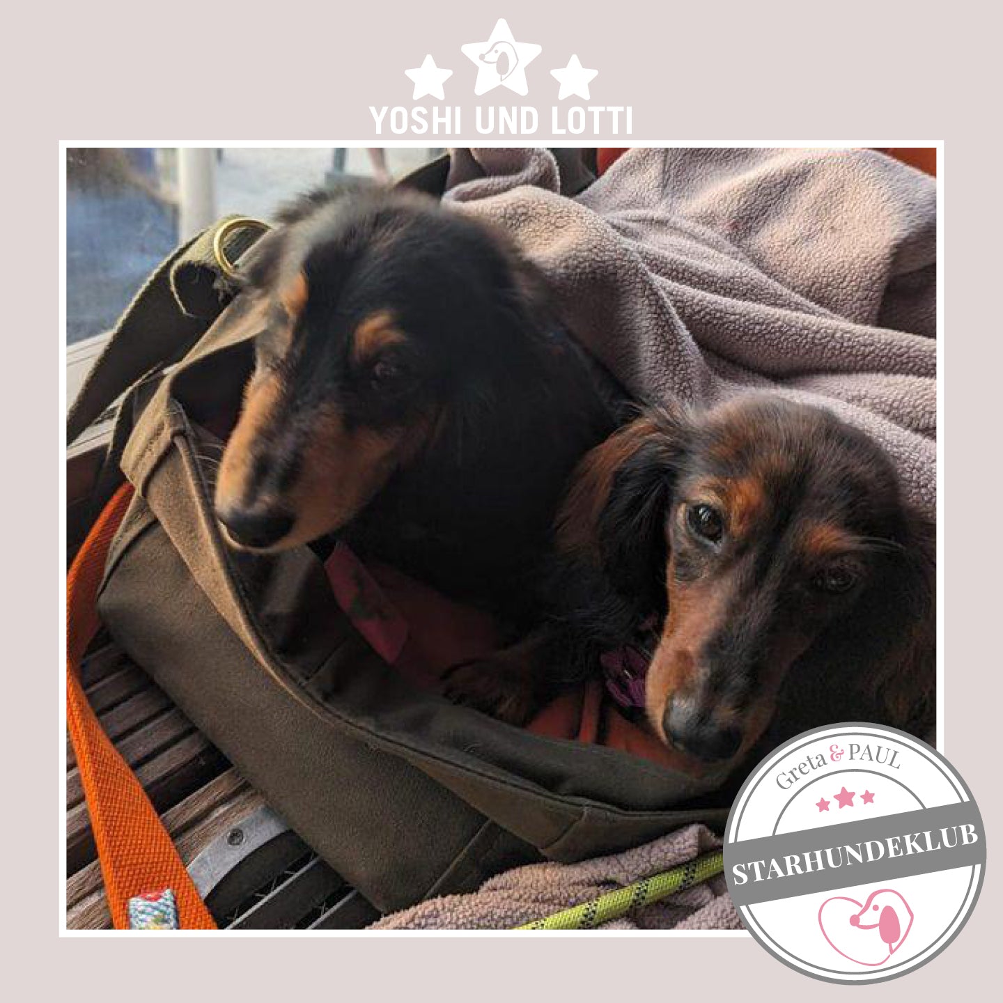 Starhundeklub-Mitglieder Yoshi und Lotti liegen in ihrer gemütlichen Canvas-Hundetasche von Greta & PAUL.