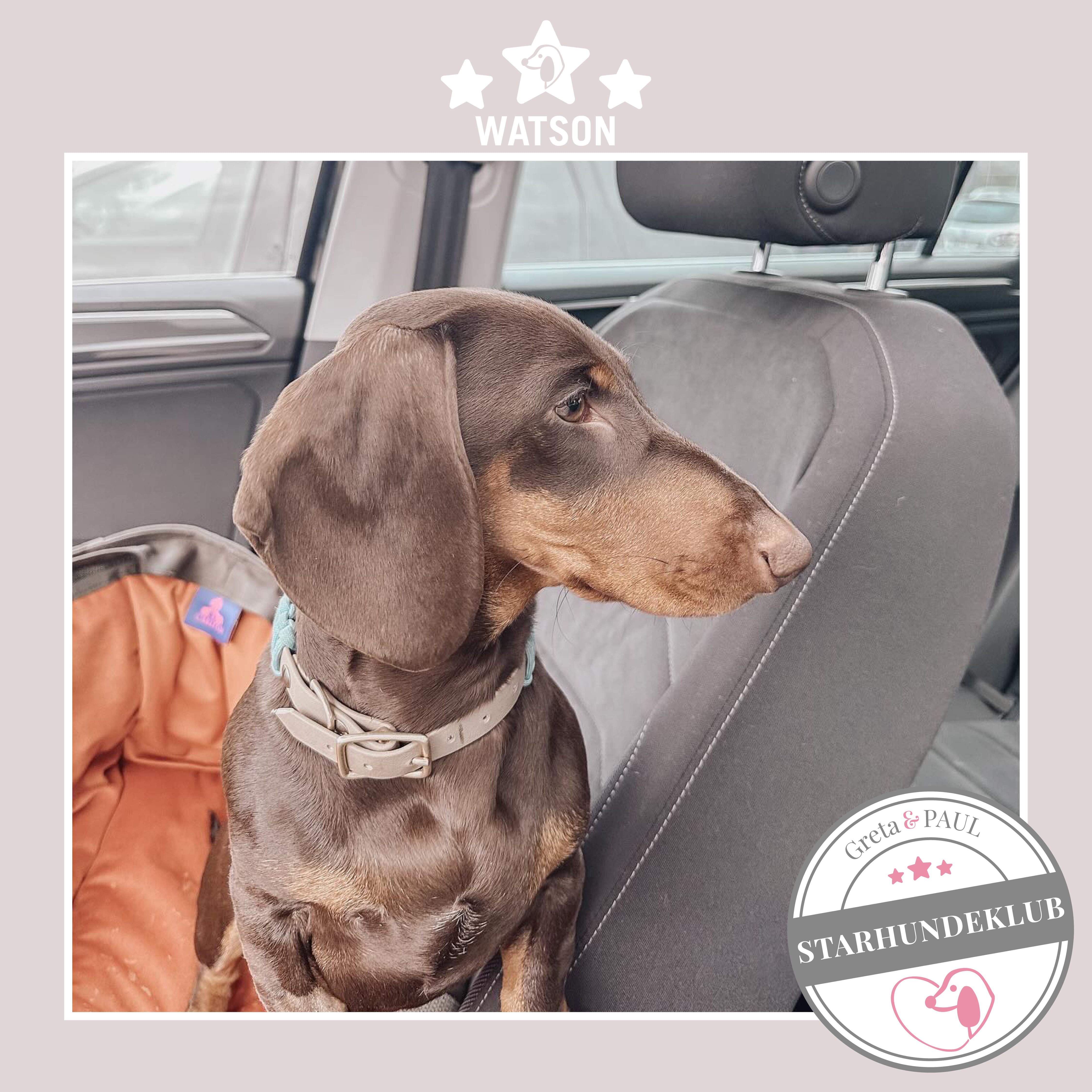 Starhundeklub-Mitglied Watson, sitzt in einer gemütlichen, handgefertigten Hundetasche in Khaki von Greta & PAUL.