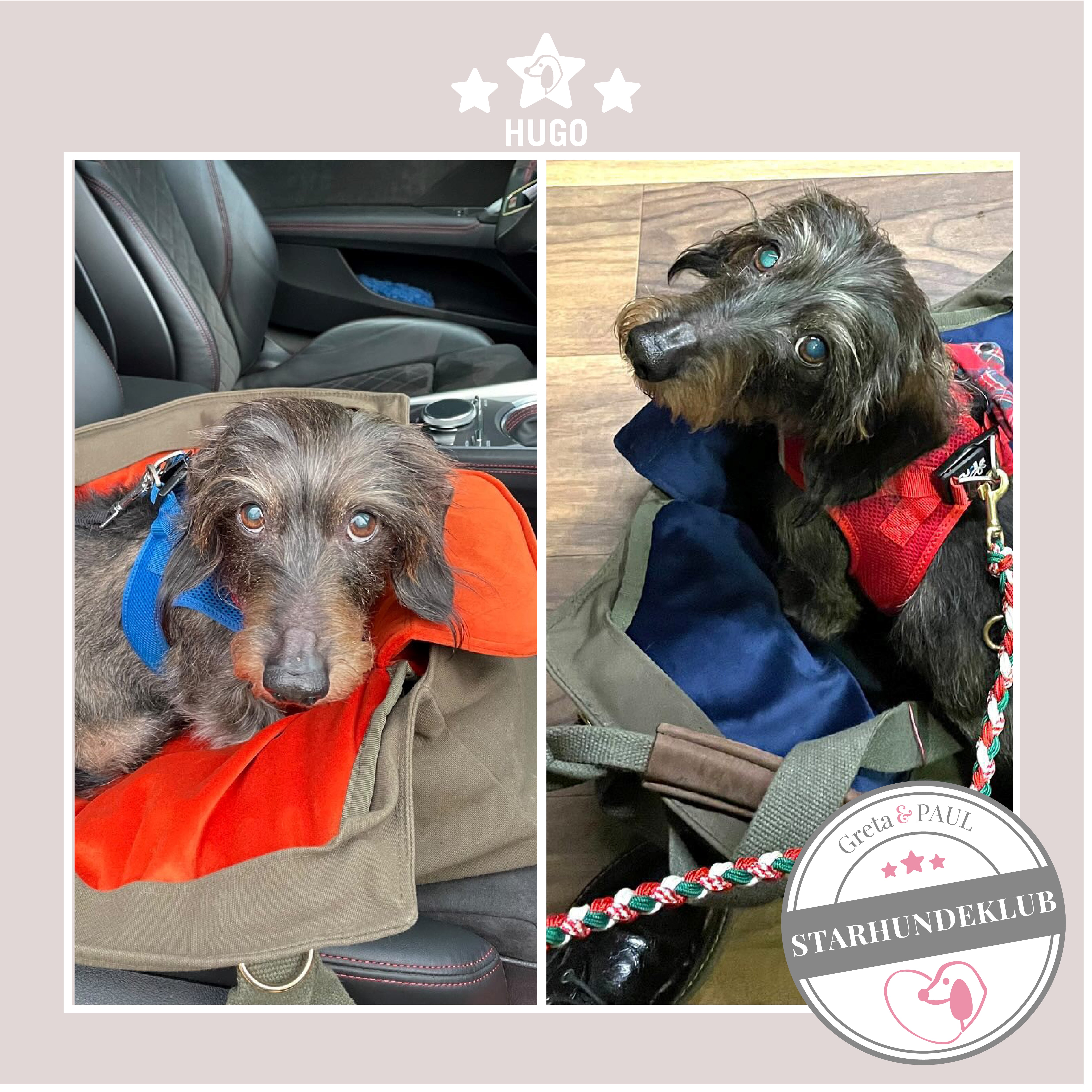 Fotocollage: Starhundeklub-Mitglied Hugo, liegt in einer gemütlichen, handgefertigten Hundetasche in Khaki von Greta & PAUL.