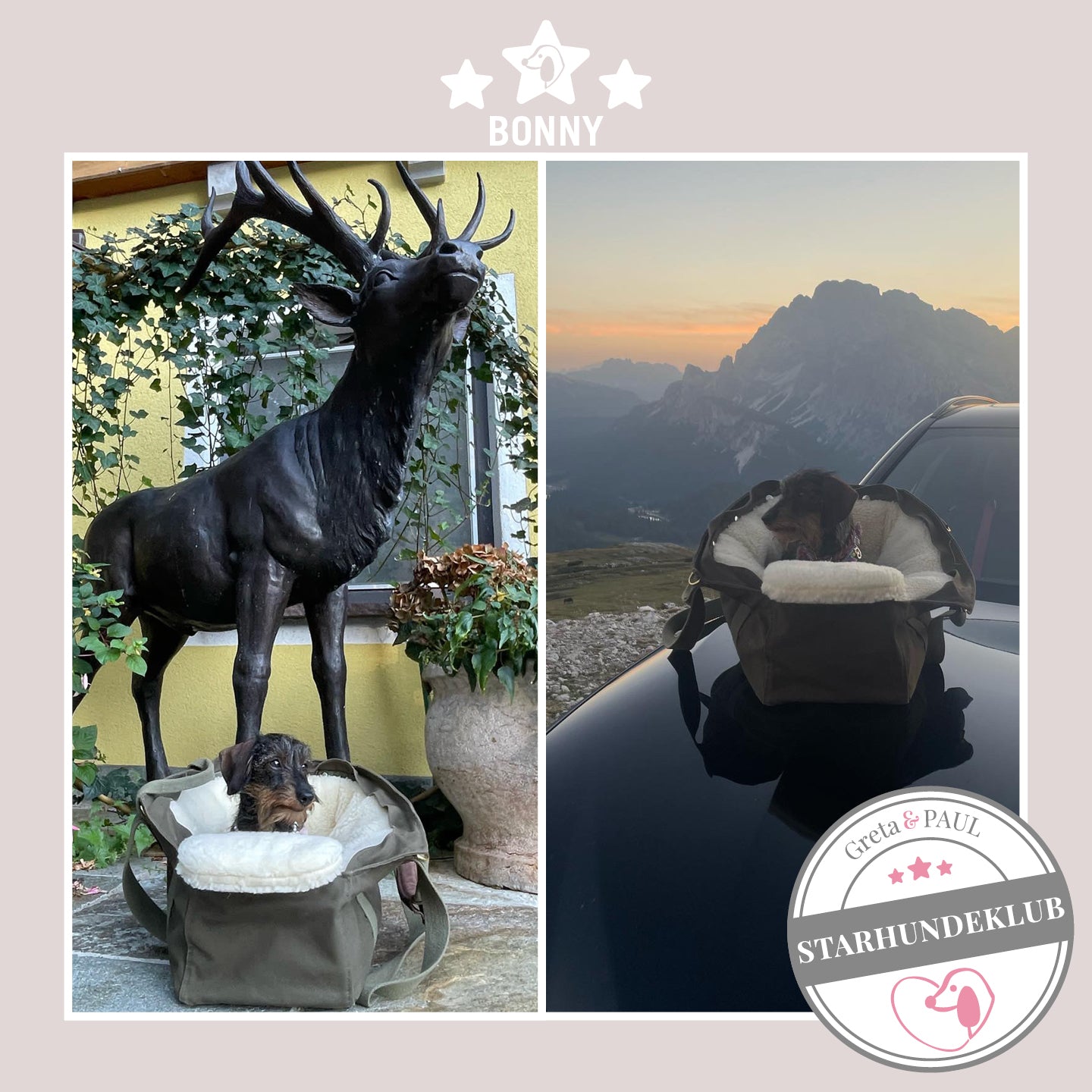 Starhundeklub-Mitglied Bonny sitzt in ihrer gemütlichen Canvas-Hundetasche von Greta & PAUL.