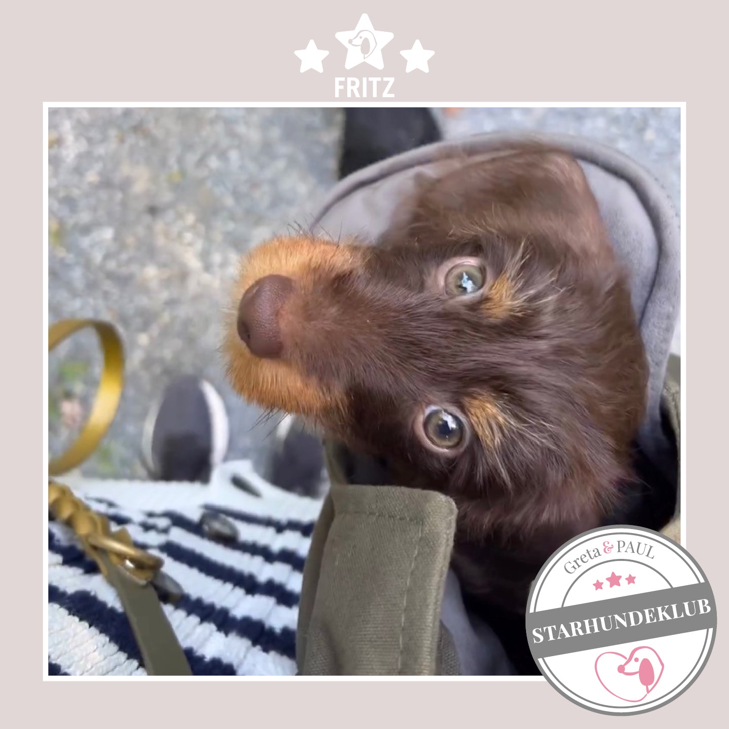 Starhundeklub-Mitglied Fritz guckt aus ihrer gemütlichen Canvas-Hundetasche von Greta & PAUL.