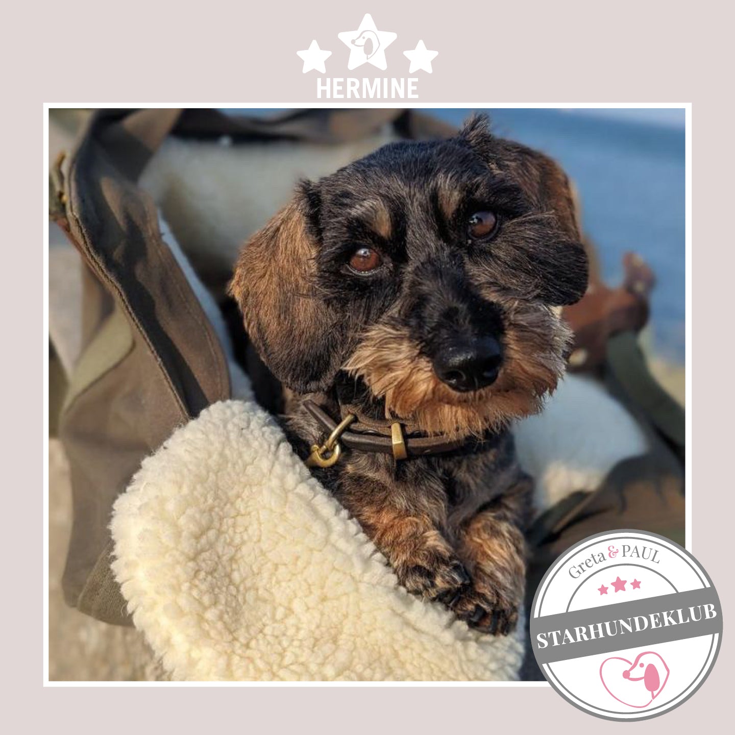 Starhundeklub-Mitglied Hermine sitzt in ihrer gemütlichen Canvas-Hundetasche von Greta & PAUL.