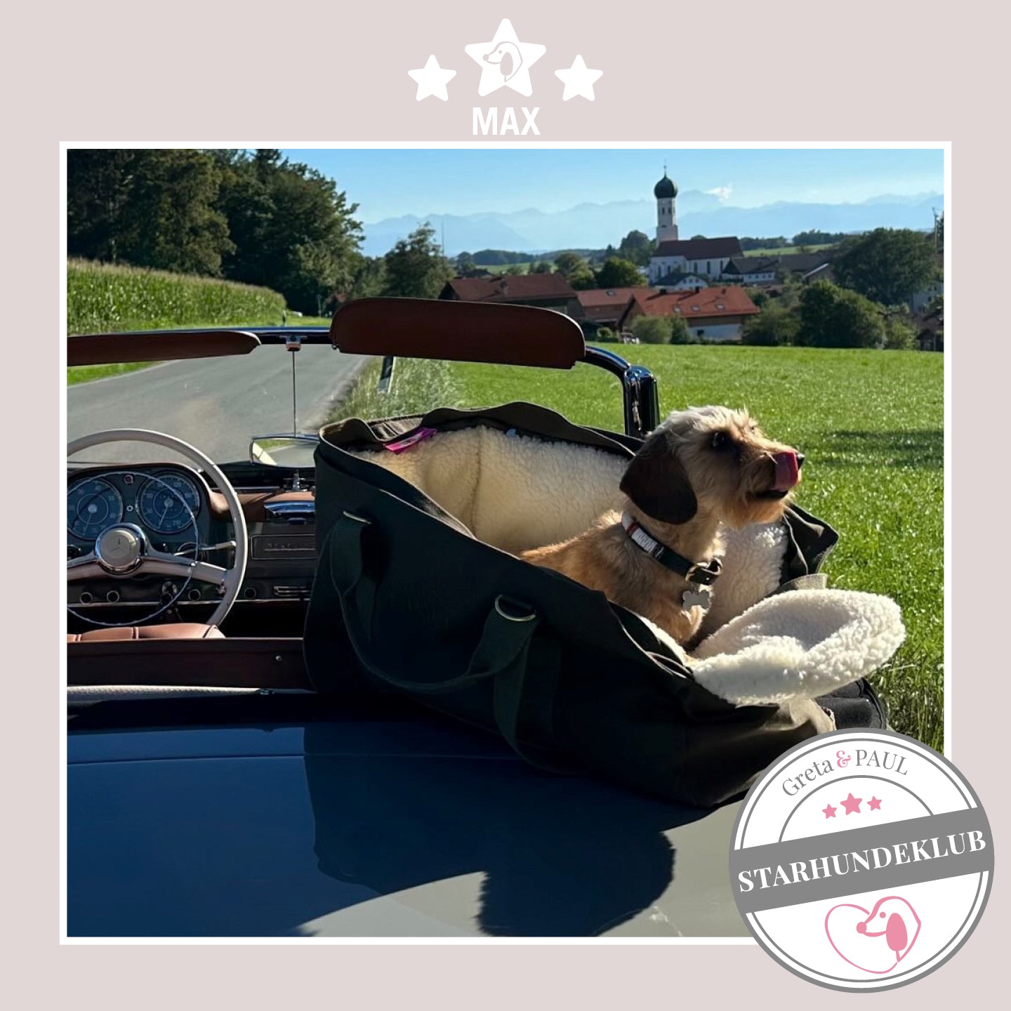 Starhundeklub-Mitglied Max guckt aus seiner gemütlichen Canvas-Hundetasche von Greta & PAUL.