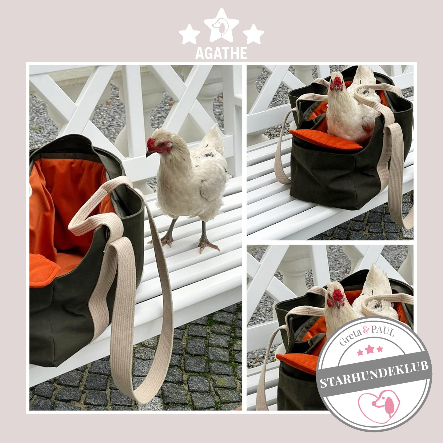 Starhundeklub-Huhn-Mitglied Aghate sitzt in ihrer gemütlichen Canvas-Hundetasche von Greta & PAUL.