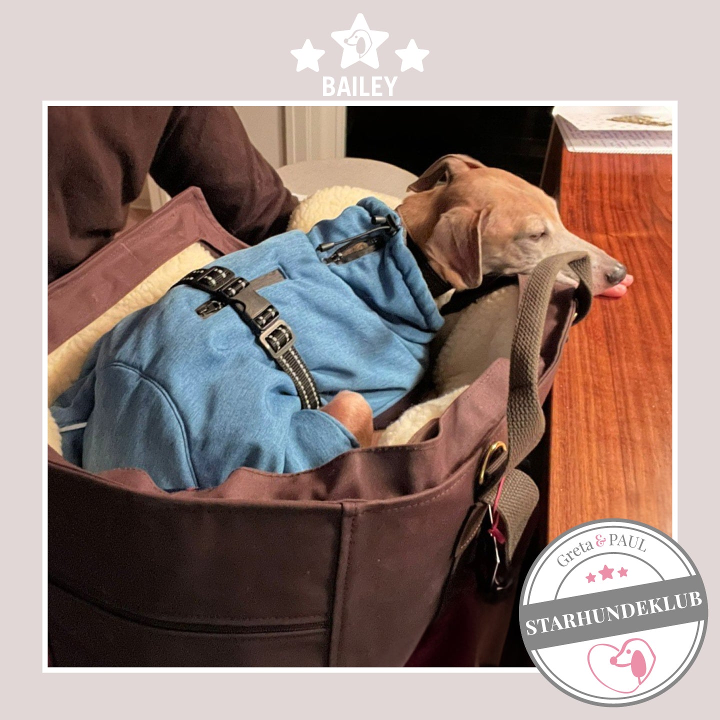 Starhundeklub-Mitglied Bailey steht in ihrer gemütlichen Wildleder-Hundetasche von Greta & PAUL.