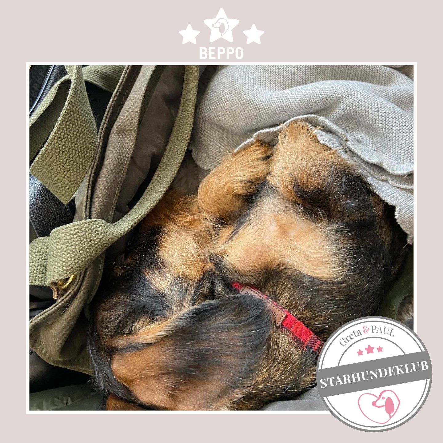 Starhundeklub-Mitglied Beppo liegt in seiner gemütlichen Canvas-Hundetasche von Greta & PAUL.