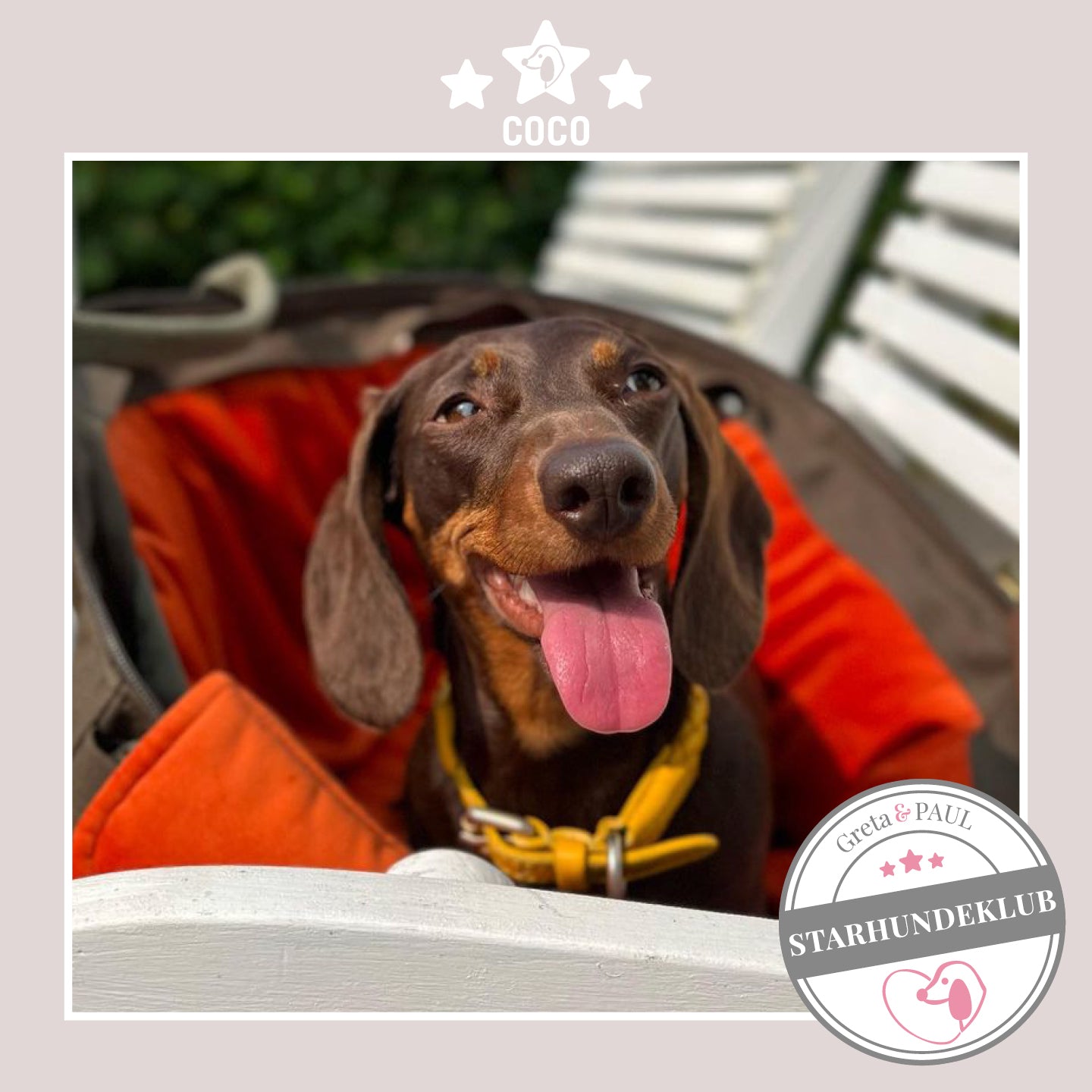 Starhundeklub-Mitglied Coco sitzt in seiner gemütlichen Canvas-Hundetasche von Greta & PAUL.