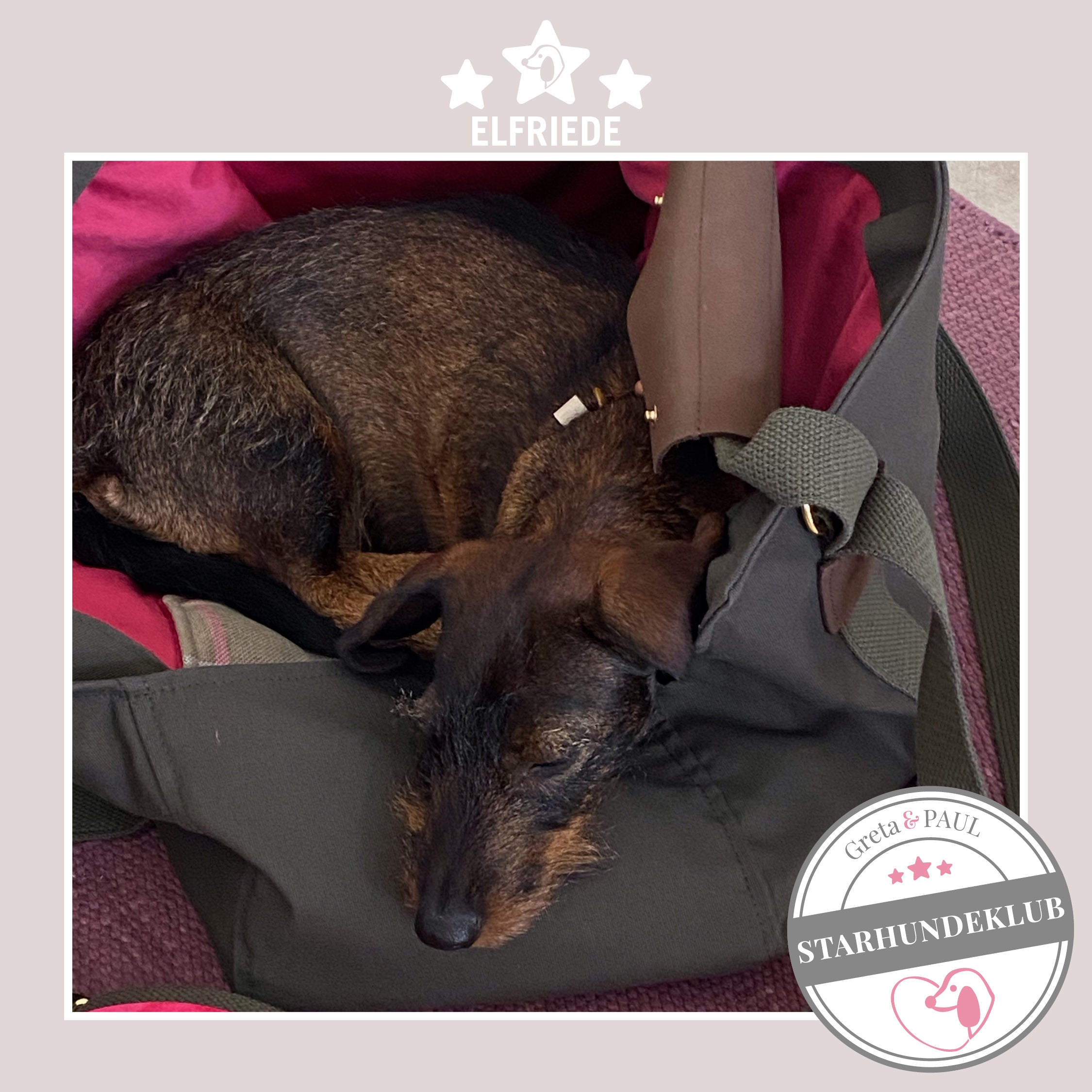 Starhundeklub-Mitglied Elfriede liegt in ihrer gemütlichen Premium-Hundetasche von Greta & PAUL.