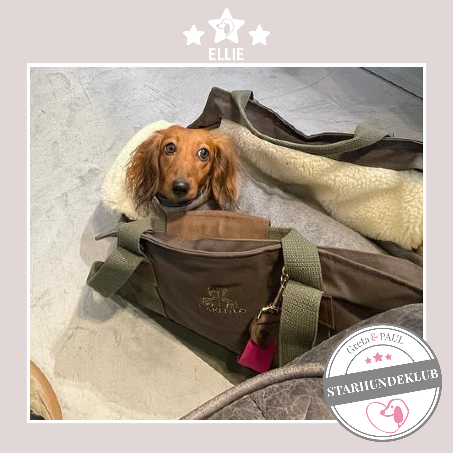 Starhundeklub-Mitglied Ellie liegt in ihrer gemütlichen Canvas-Hundetasche von Greta & PAUL.