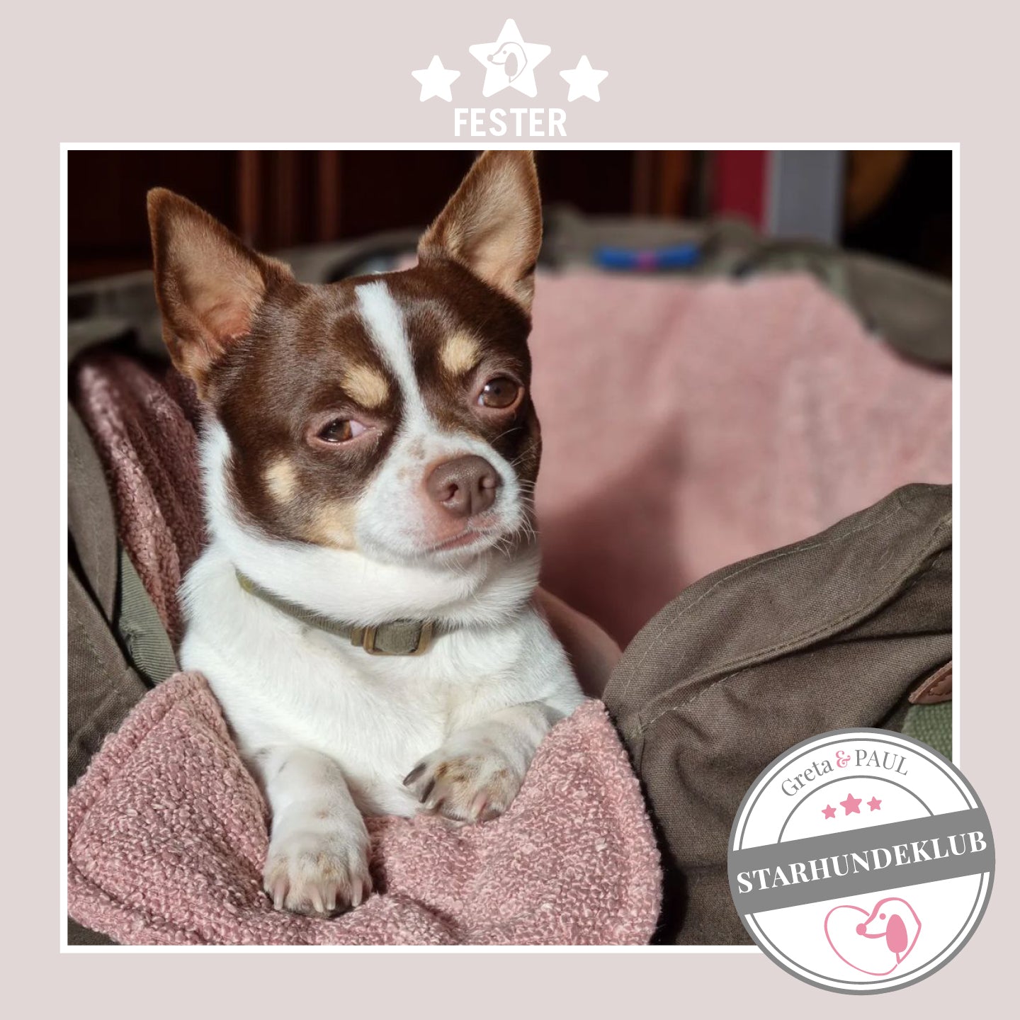 Starhundeklub-Mitglied Fester guckt aus seiner gemütlichen Canvas-Hundetasche von Greta & PAUL.