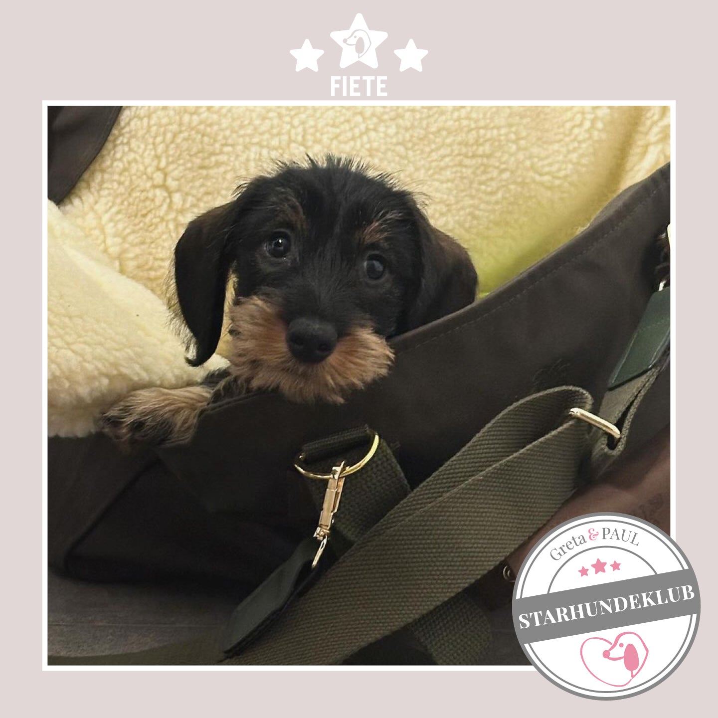 Starhundeklub-Mitglied Fiete guckt aus ihrer gemütlichen Canvas-Hundetasche von Greta & PAUL.