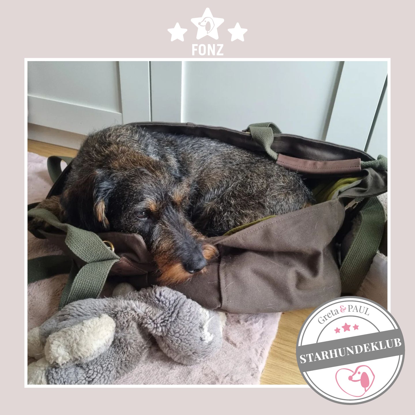 Starhundeklub-Mitglied Fonz liegt in seiner gemütlichen Canvas-Hundetasche von Greta & PAUL.