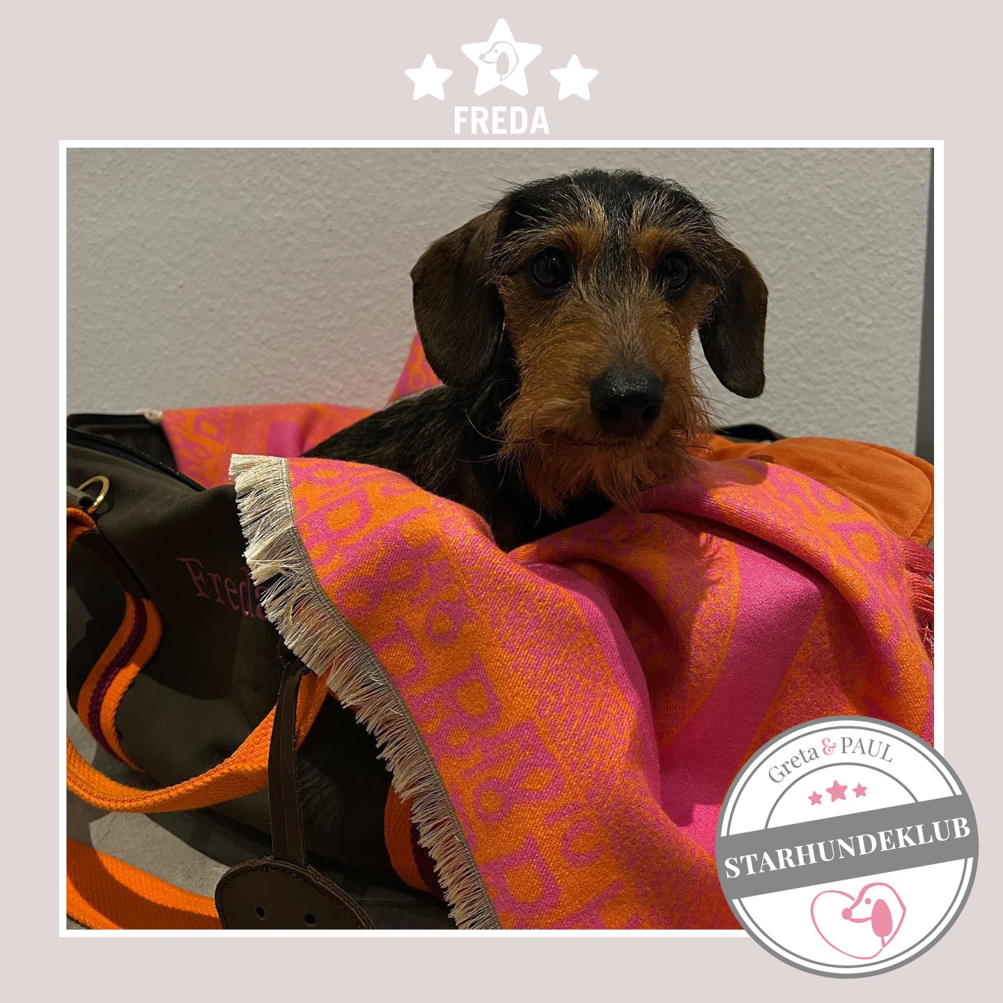Starhundeklub-Mitglied Freda sitzt in seiner gemütlichen Canvas-Hundetasche von Greta & PAUL.