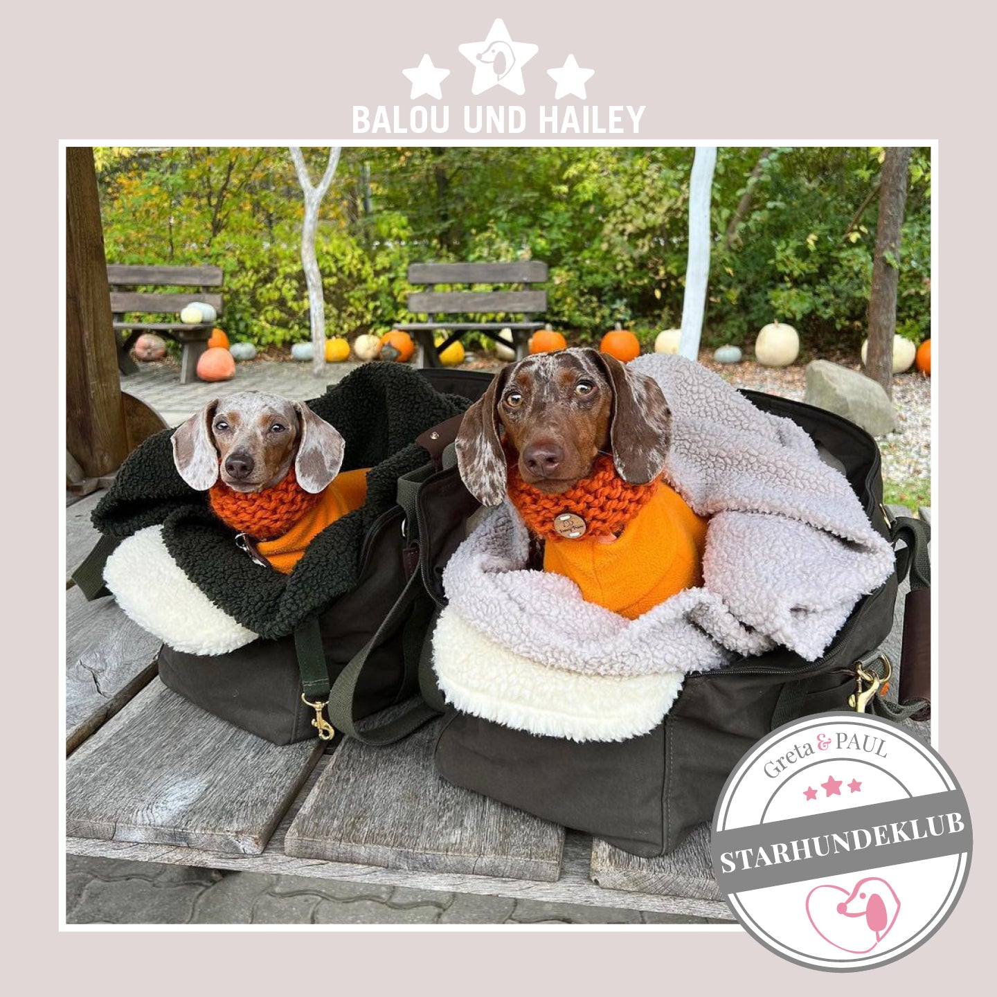 Starhundeklub-Mitglieder Balou und Hailey sitzen in ihren gemütlichen Canvas-Hundetaschen von Greta & PAUL