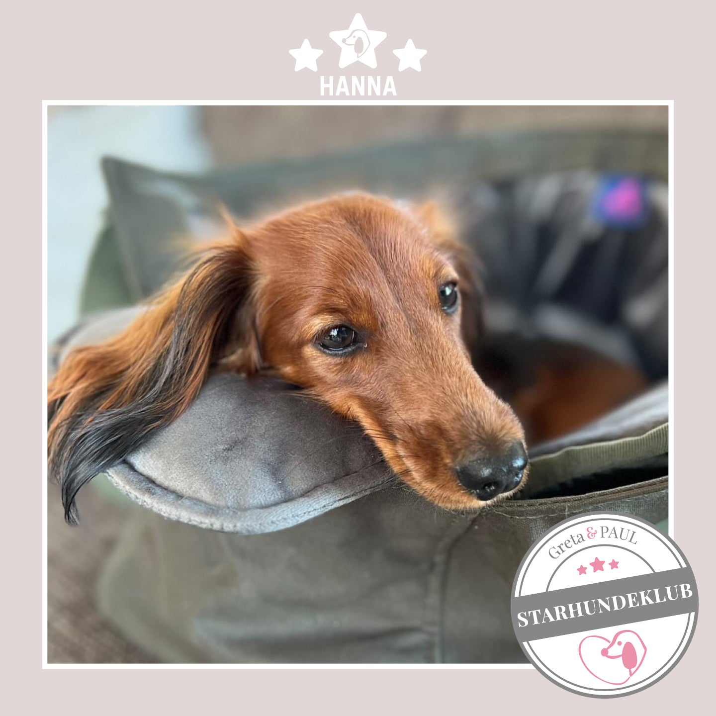 Starhundeklub-Mitglied Hanna guckt aus ihrer gemütlichen Canvas-Hundetasche von Greta & PAUL.