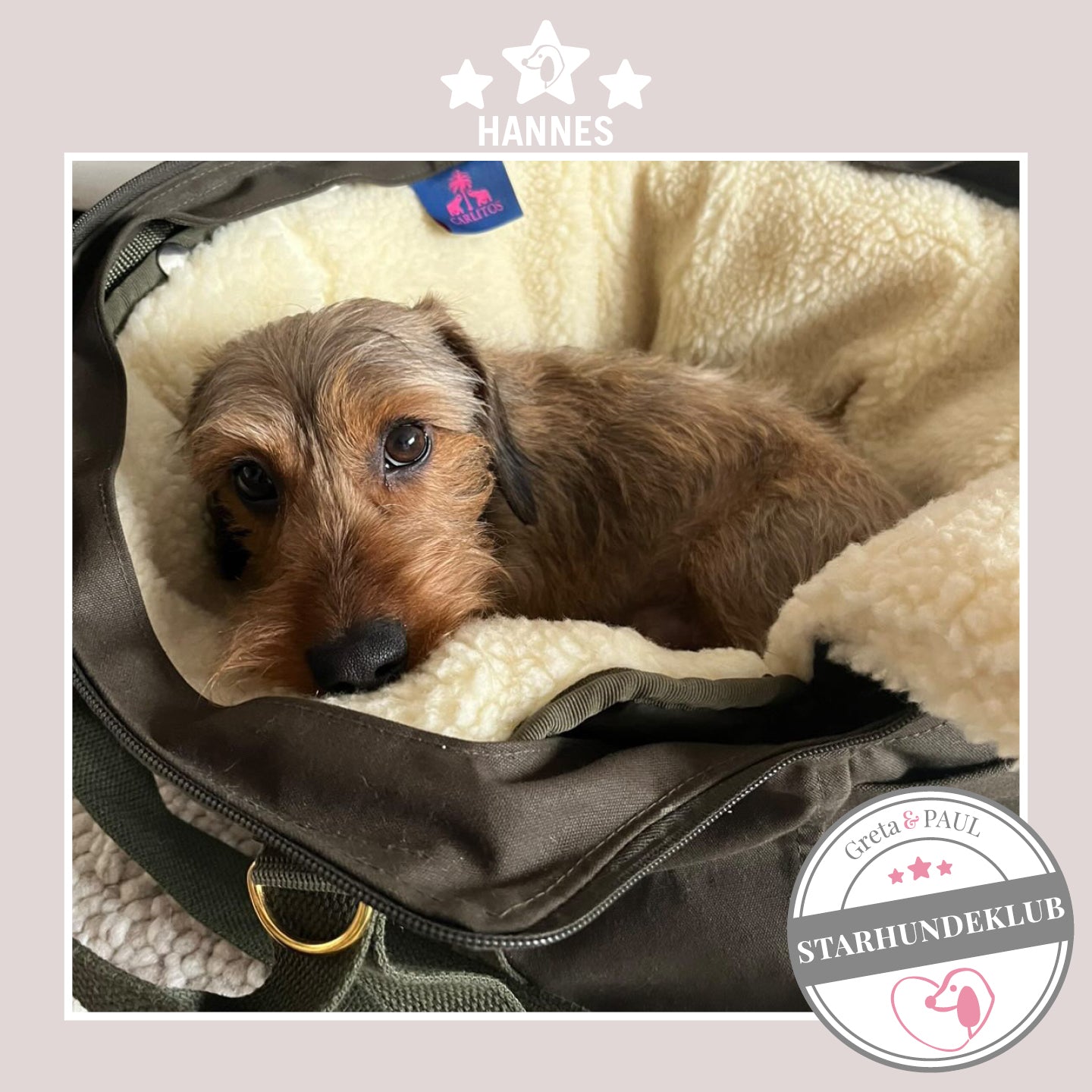 Starhundeklub-Mitglied Hannes liegt in seiner gemütlichen Canvas-Hundetasche von Greta & PAUL.