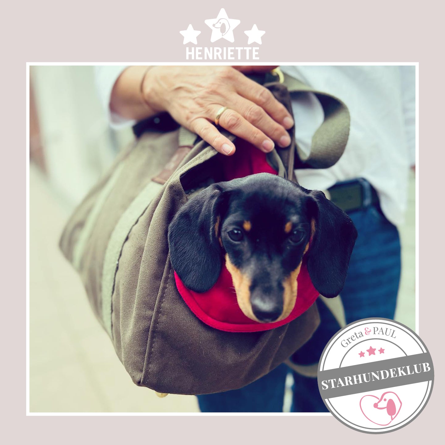 Starhundeklub-Mitglied Henriette guckt aus ihrer gemütlichen Canvas-Hundetasche von Greta & PAUL.