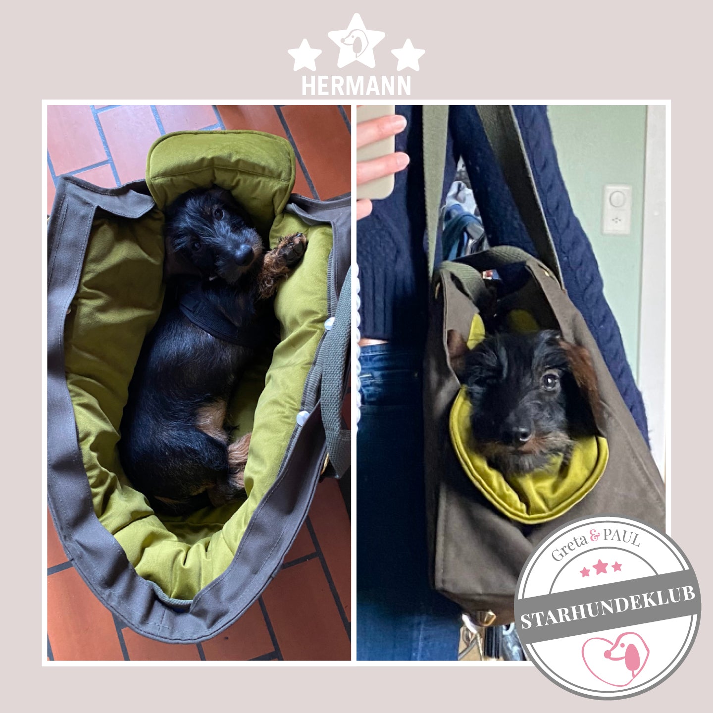 Starhundeklub-Mitglied Hermann liegt in seiner gemütlichen Canvas-Hundetasche von Greta & PAUL.