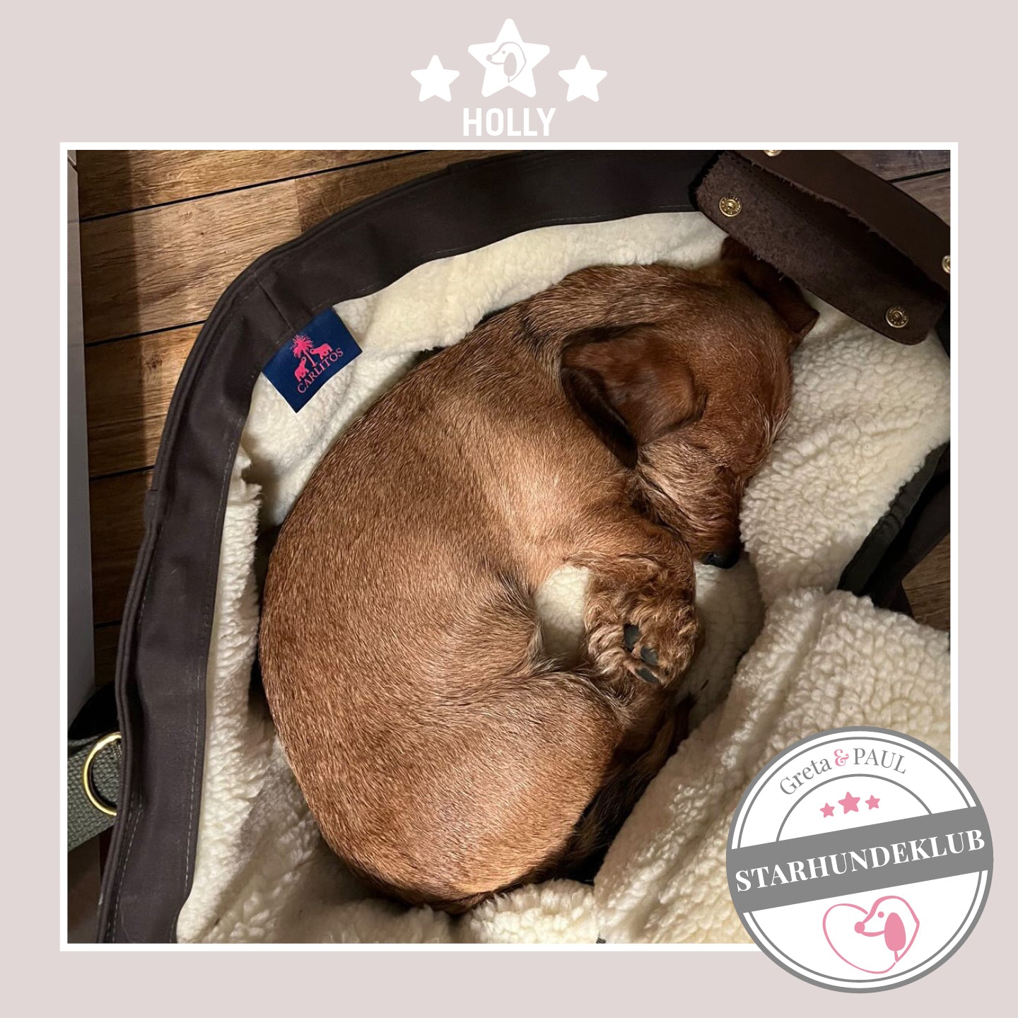 Starhundeklub-Mitglied Holly liegt in ihrer gemütlichen Canvas-Hundetasche von Greta & PAUL.