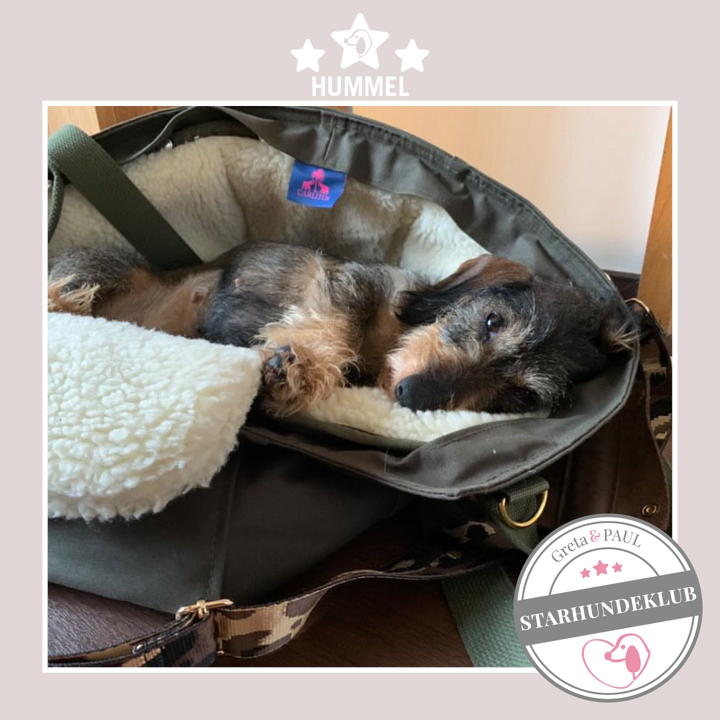 Starhundeklub-Mitglied Hummel liegt in seiner gemütlichen Canvas-Hundetasche von Greta & PAUL.