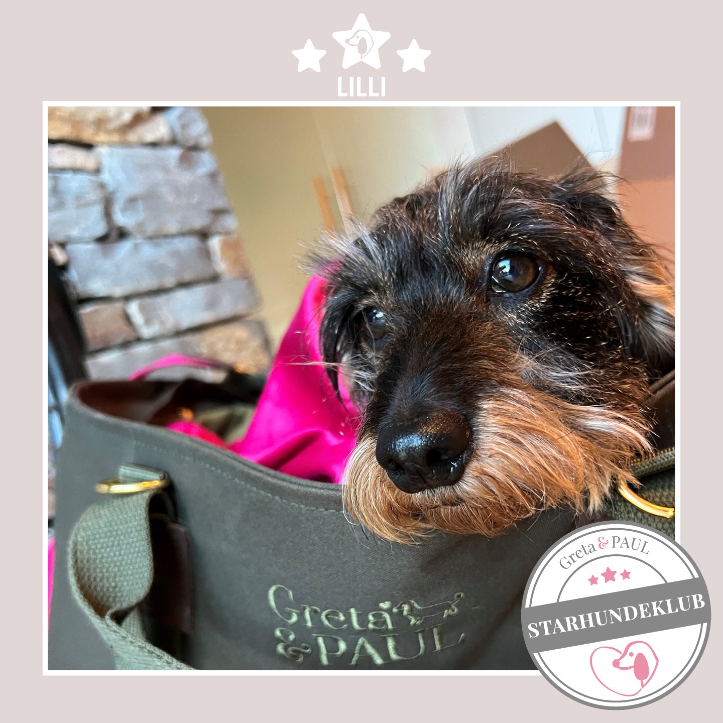 Starhundeklub-Mitglied Lilli liegt in ihrer gemütlichen Canvas-Hundetasche von Greta & PAUL.