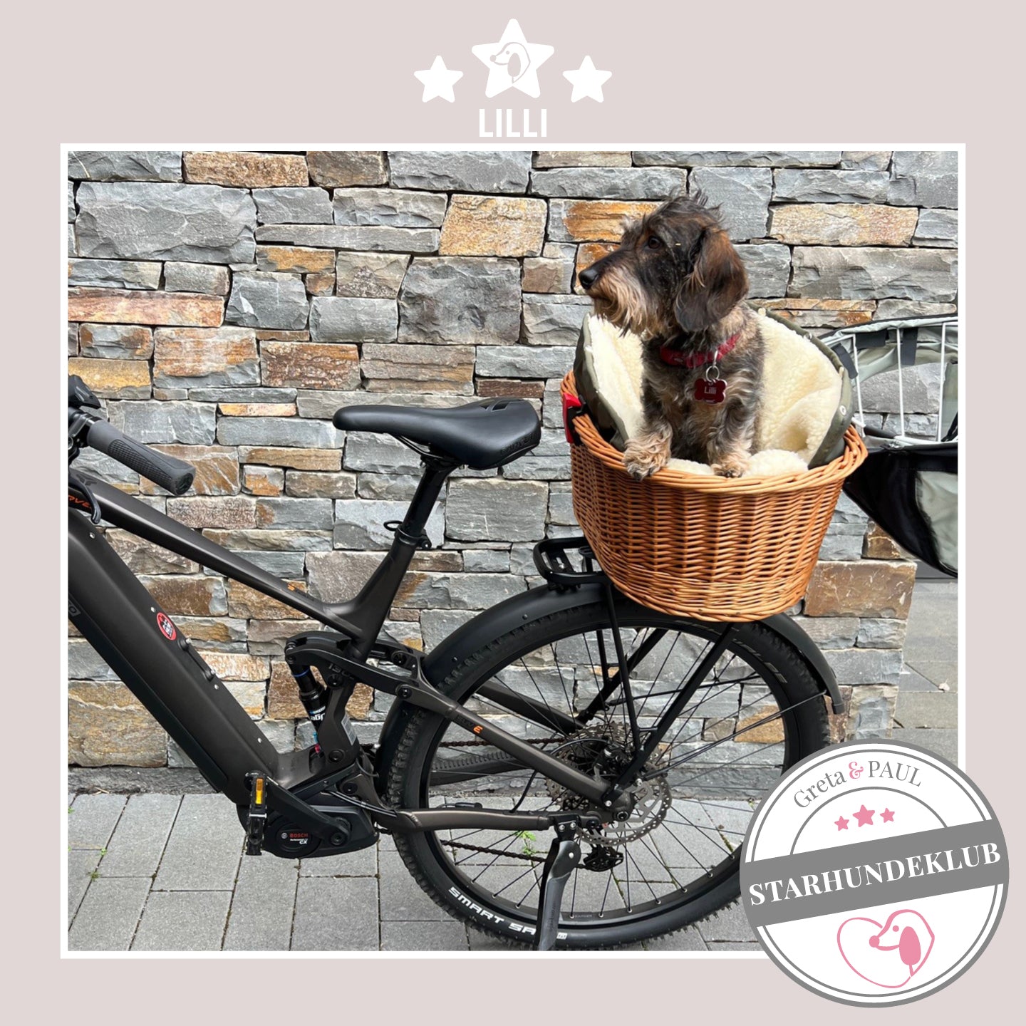 Starhundeklub-Mitglied Lilli sitzt in ihrer gemütlichen Canvas-Hundetasche von Greta & PAUL, die in einem Fahrradkorb befestigt ist.