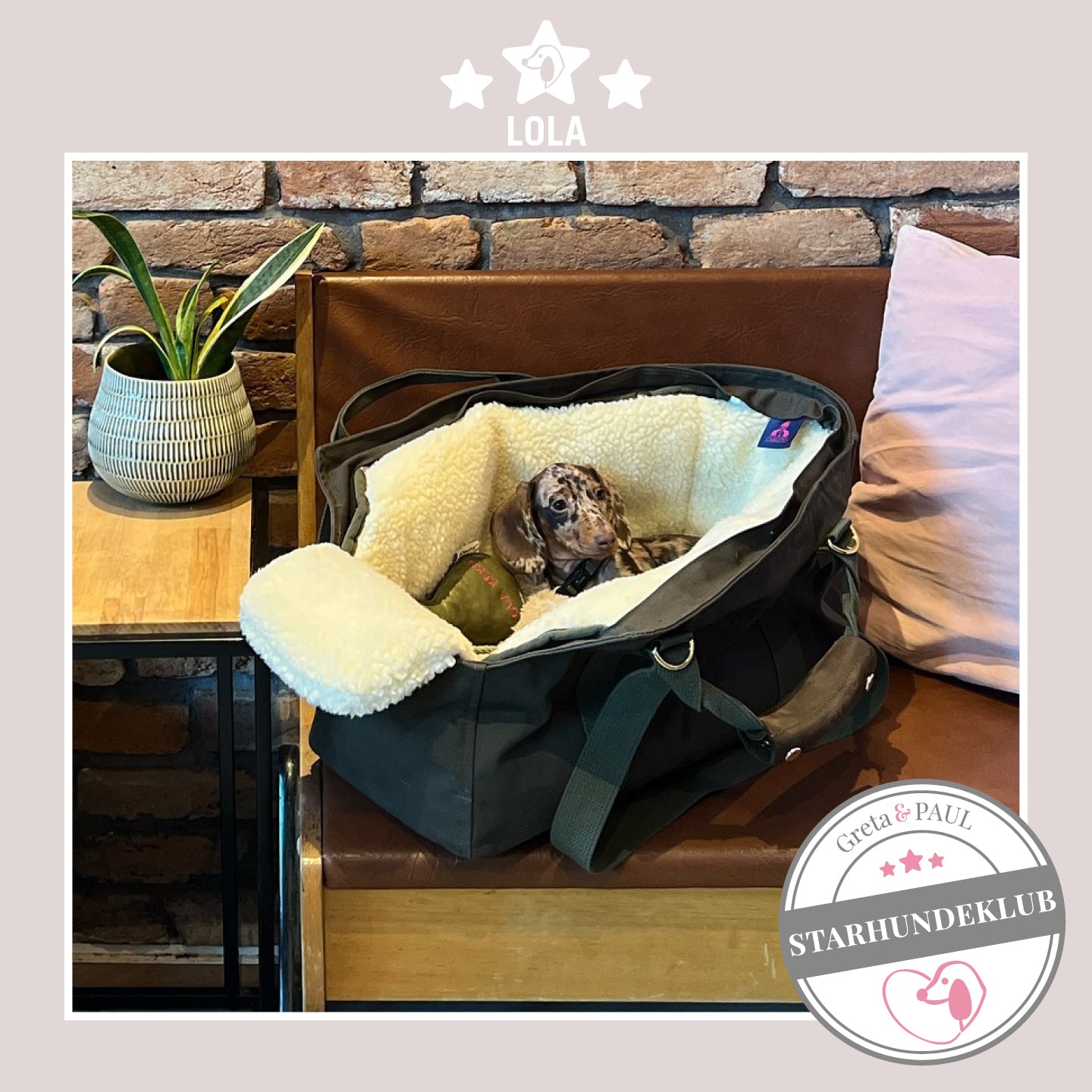 Starhundeklub-Mitglied Lola liegt in ihrer gemütlichen Canvas-Hundetasche von Greta & PAUL.