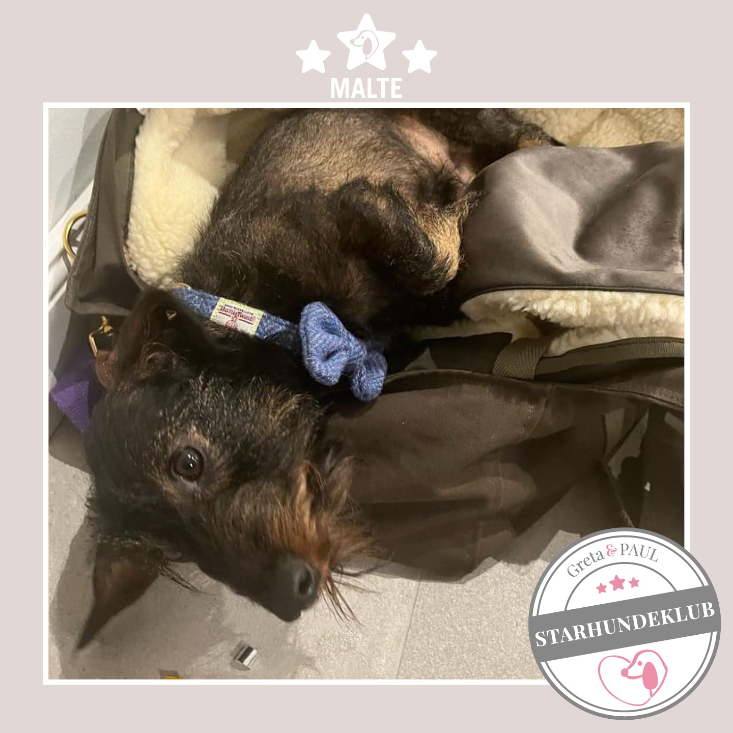 Starhundeklub-Mitglied Malte guckt aus ihrer gemütlichen Canvas-Hundetasche von Greta & PAUL.