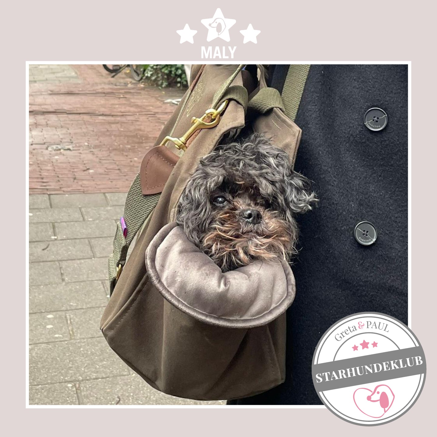 Starhundeklub-Mitglied Maly liegt in ihrer gemütlichen Canvas-Hundetasche von Greta & PAUL.