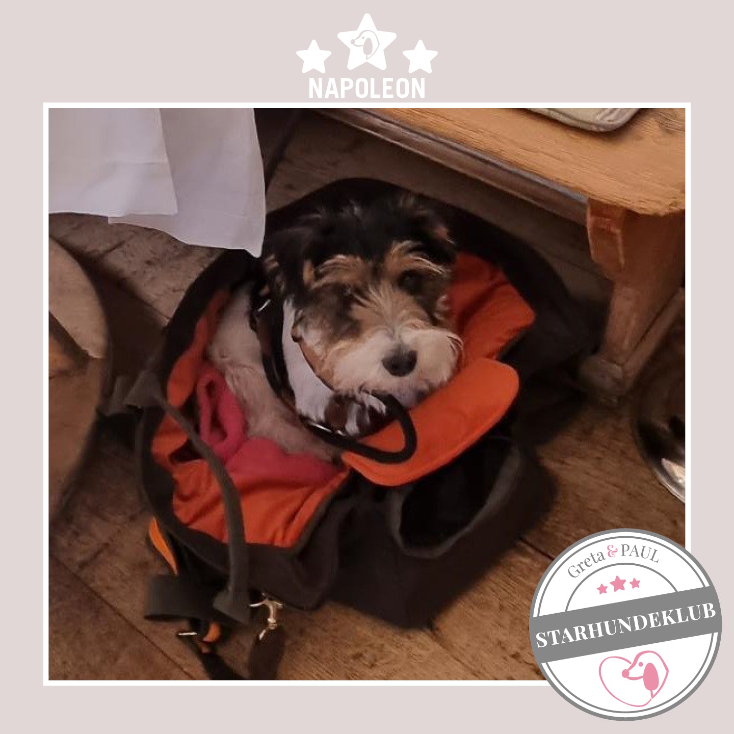 Starhundeklub-Mitglied Napoleon sitzt in seiner gemütlichen Canvas-Hundetasche von Greta & PAUL.