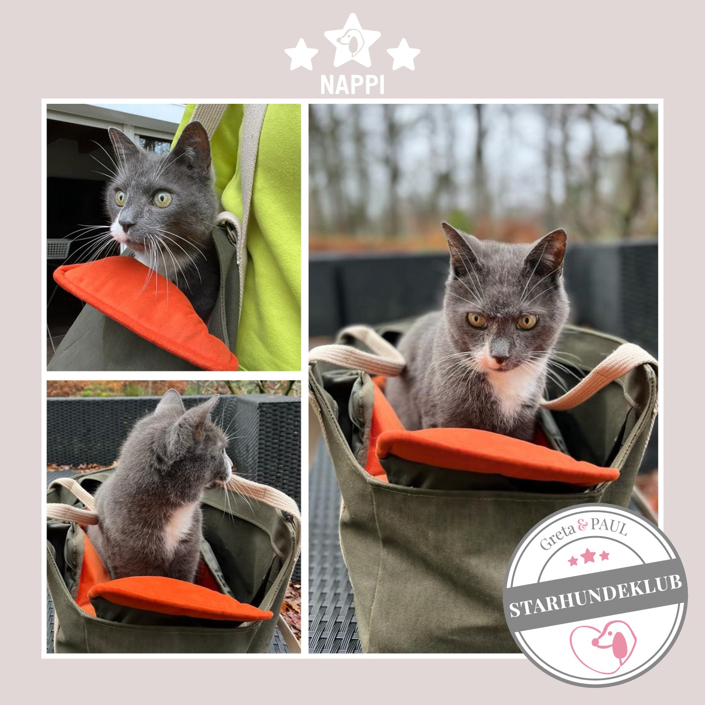 Starhundeklub-Katzen-Mitglied Nappi sitzt in seiner gemütlichen Canvas-Hundetasche von Greta & PAUL.