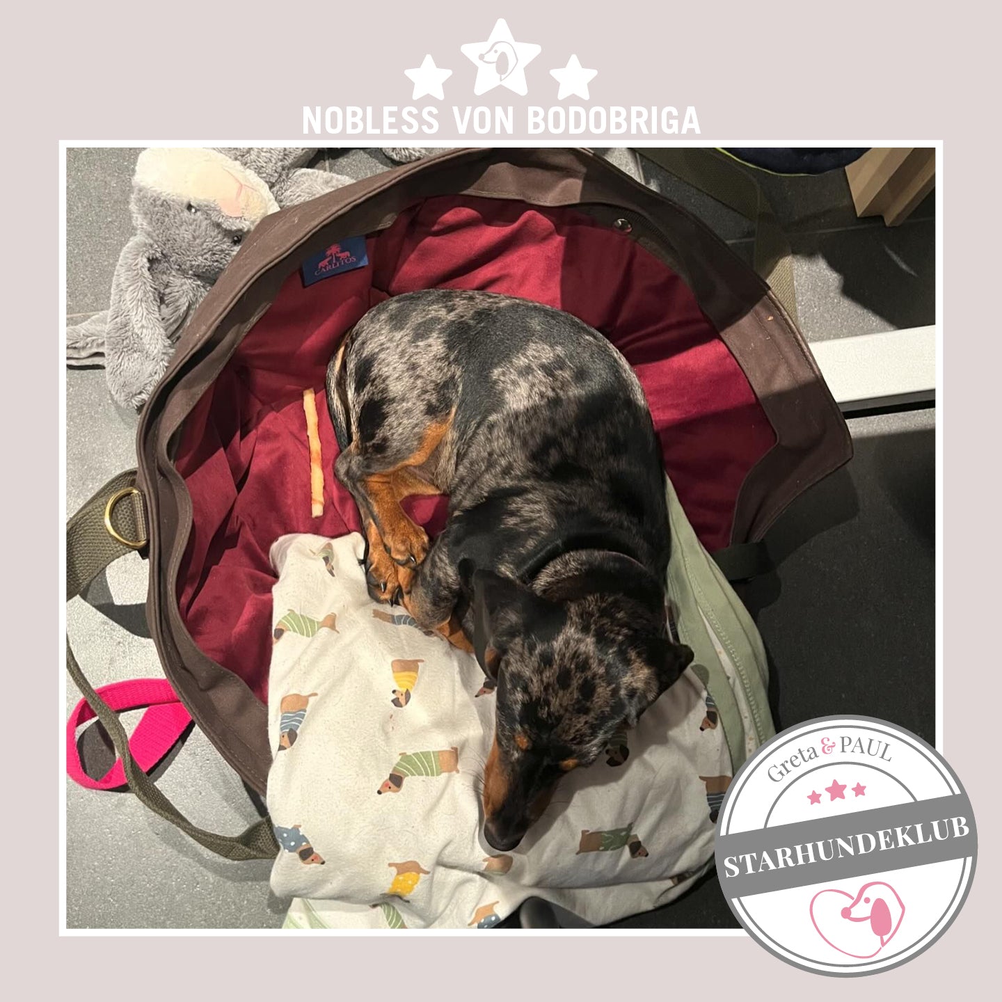 Starhundeklub-Mitglied Nobless von Bodobriga liegt in seiner gemütlichen Canvas-Hundetasche von Greta & PAUL.