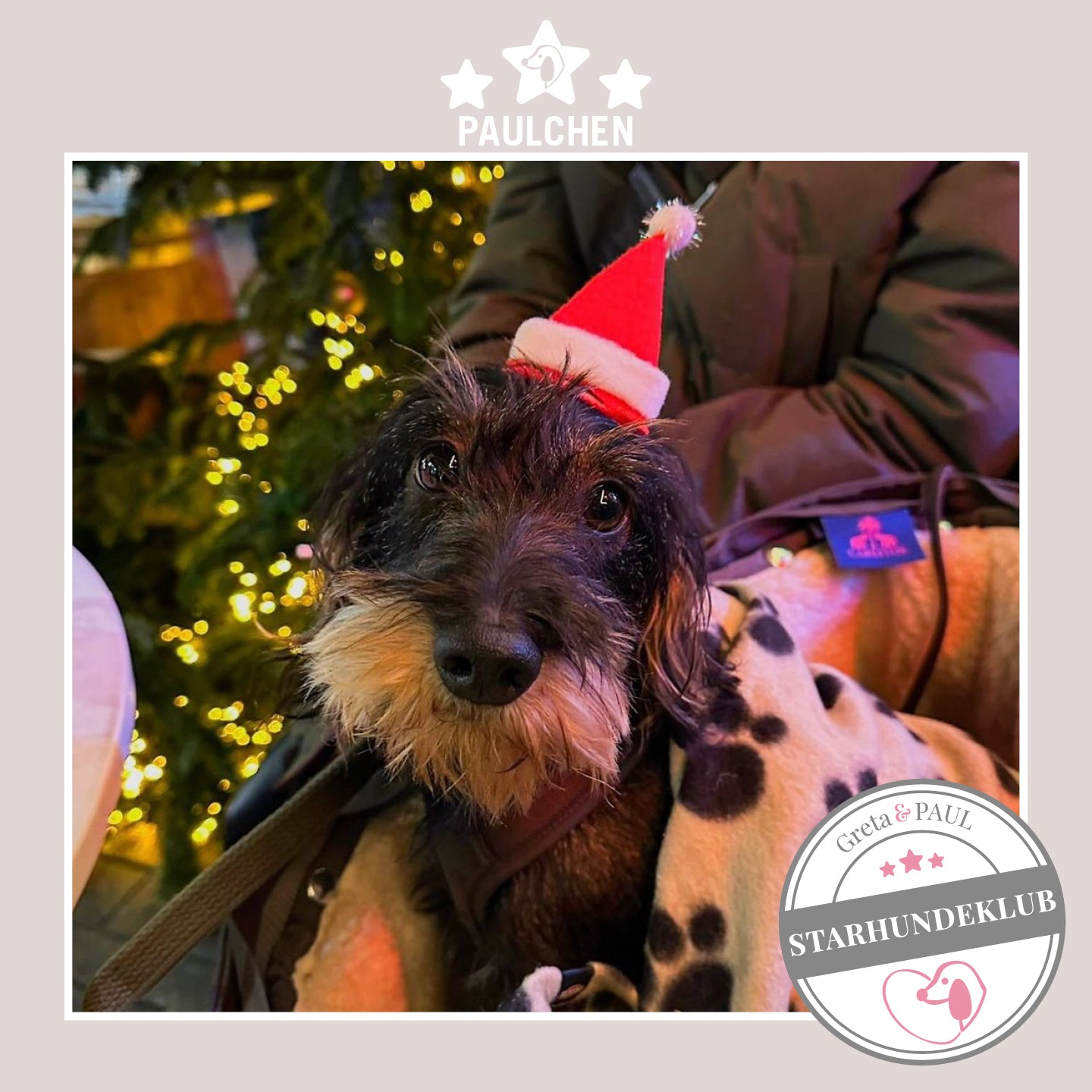 Starhundeklub-Mitglied Paulchen sitzt in seiner gemütlichen Wildleder-Hundetasche von Greta & PAUL.