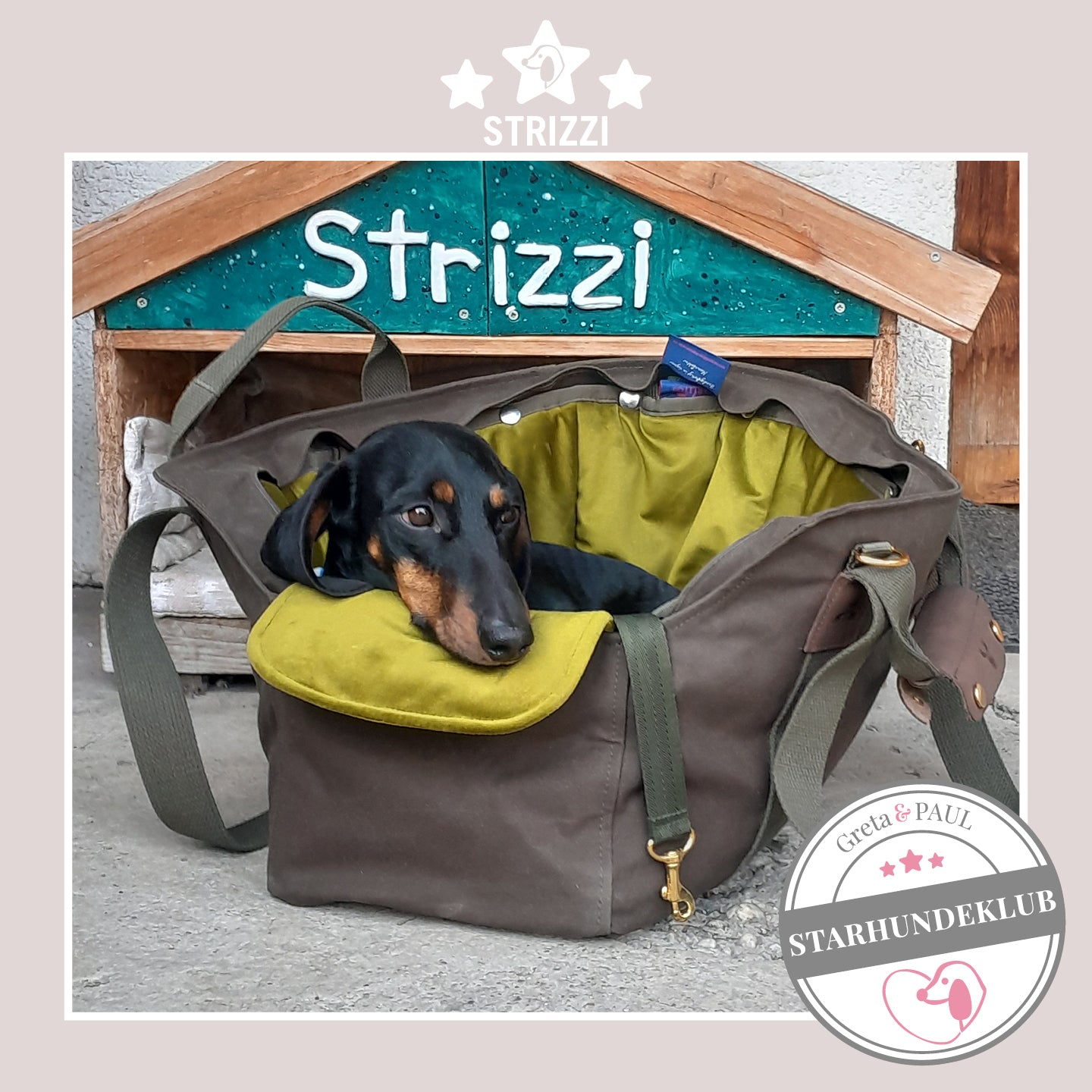 Starhundeklub-Mitglied Stritzzi liegt in seiner gemütlichen, handgefertigten Canvas-Hundetasche von Greta & PAUL.