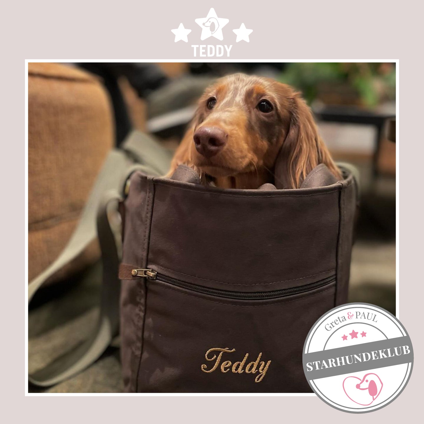 Starhundeklub-Mitglied Teddy sitzt in seiner gemütlichen Canvas-Hundetasche von Greta & PAUL.