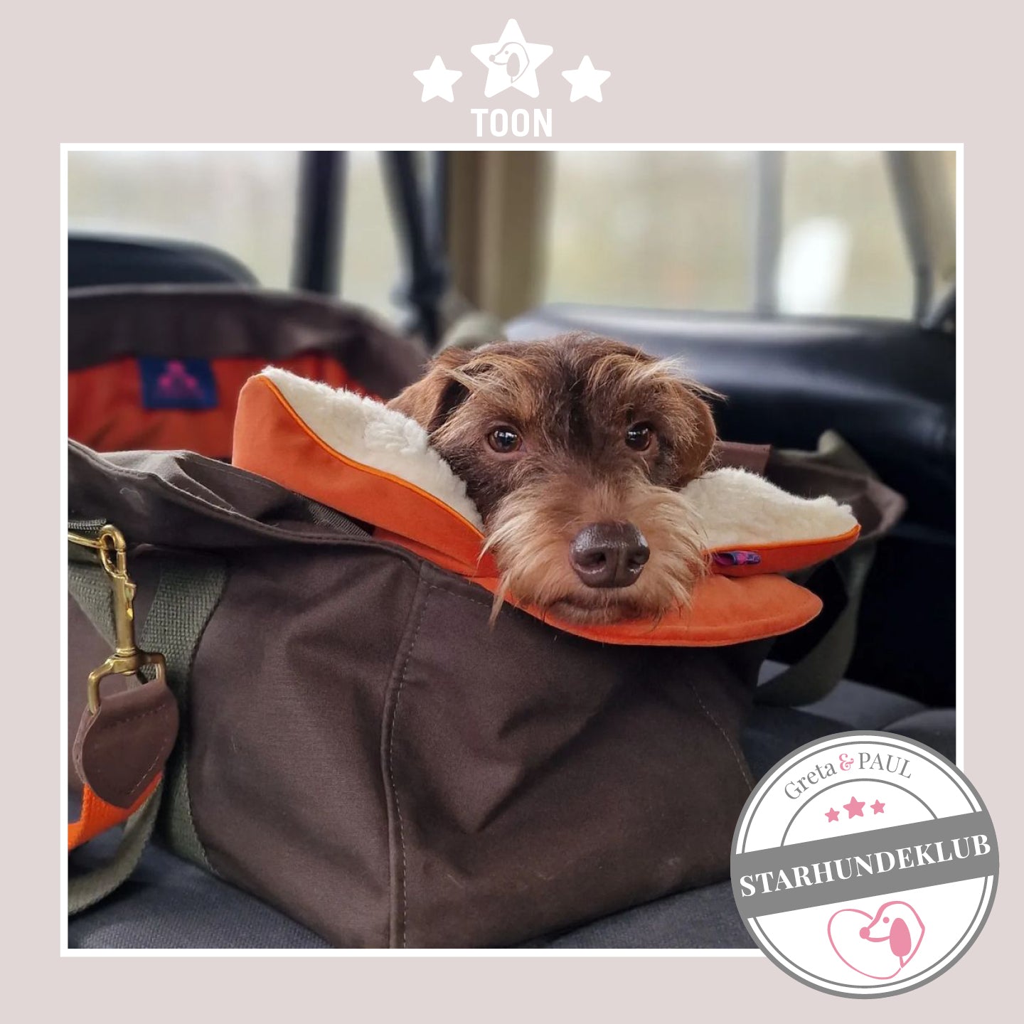Starhundeklub-Mitglied Toon liegt in seiner gemütlichen Canvas-Hundetasche von Greta & PAUL.