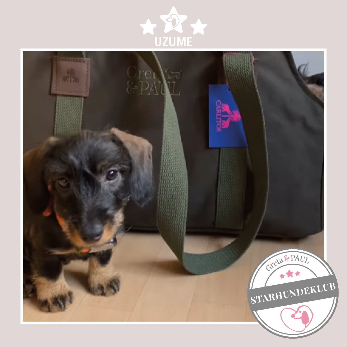Starhundeklub-Mitglied Uzume steht neben seiner gemütlichen Canvas-Hundetasche von Greta & PAUL.