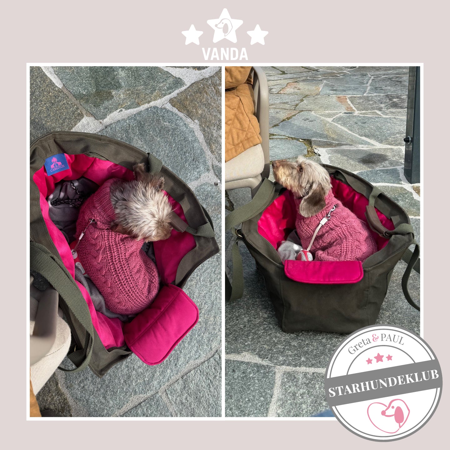 Starhundeklub-Mitglied Vanda liegt in ihrer gemütlichen, handgefertigten Canvas-Hundetasche von Greta & PAUL.