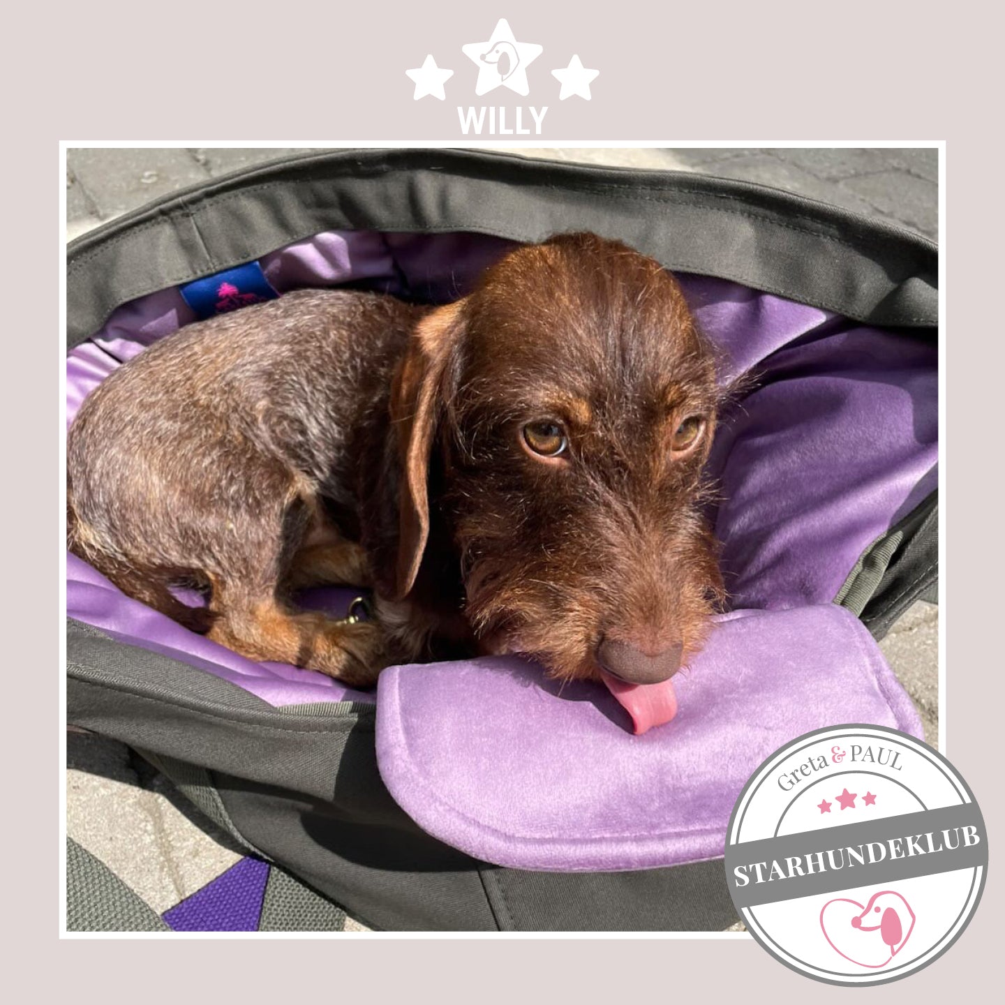 Starhundeklub-Mitglied Willy liegt in seiner gemütlichen Canvas-Hundetasche von Greta & PAUL.